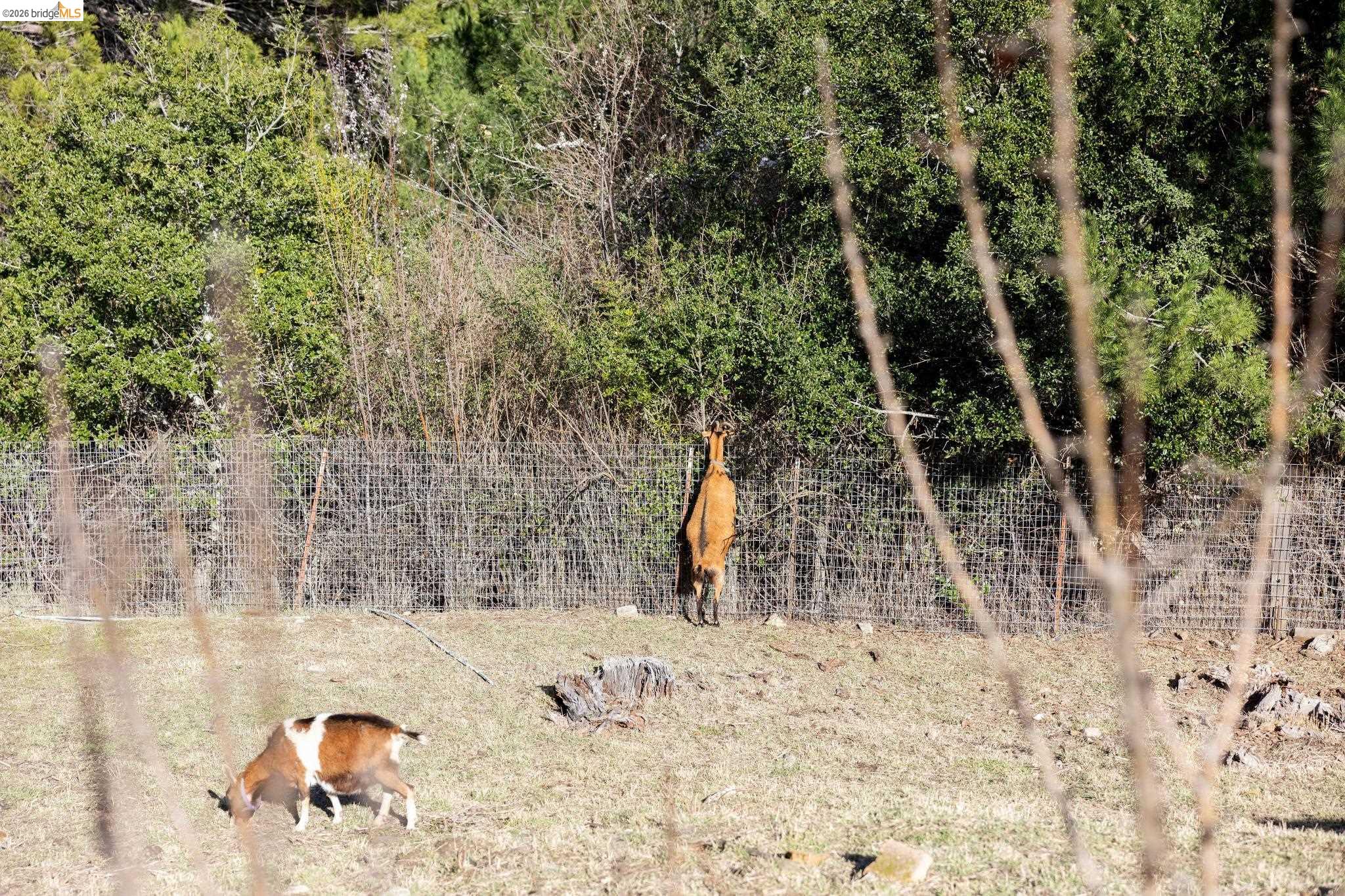 Detail Gallery Image 48 of 60 For 4450 Turner Ave, Oakland,  CA 94605 - 4 Beds | 3 Baths