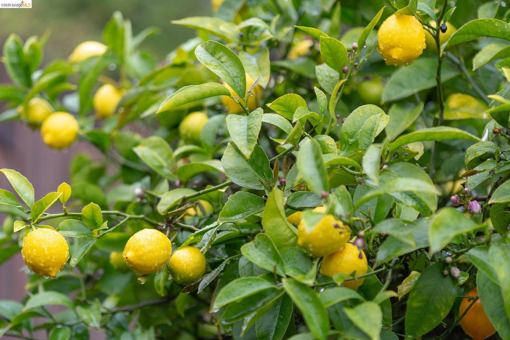 Detail Gallery Image 43 of 49 For 3533 Boston Ave, Oakland,  CA 94602 - 3 Beds | 2 Baths