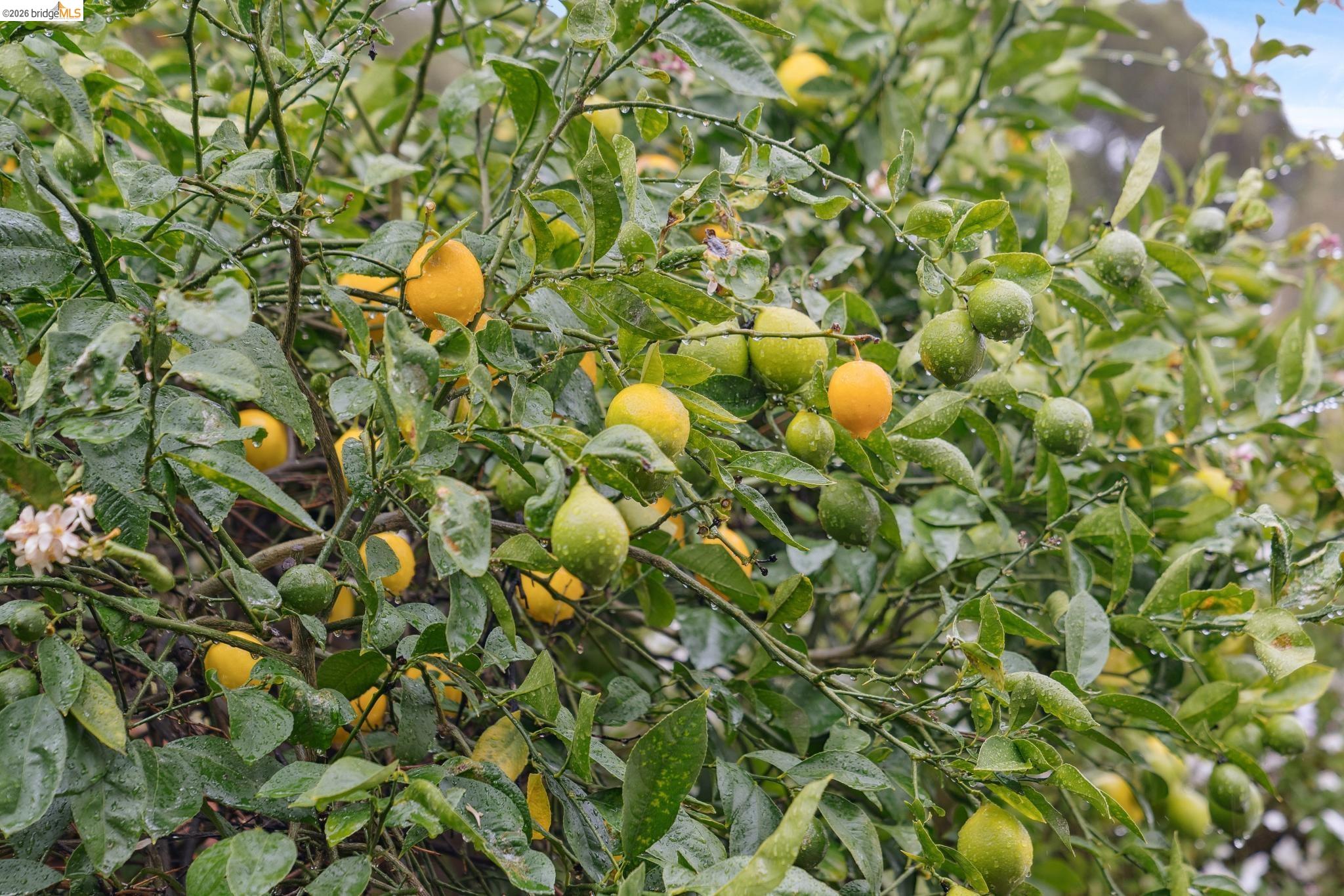 Detail Gallery Image 38 of 60 For 4200 Mountain View Ave, Oakland,  CA 94605 - 3 Beds | 2 Baths