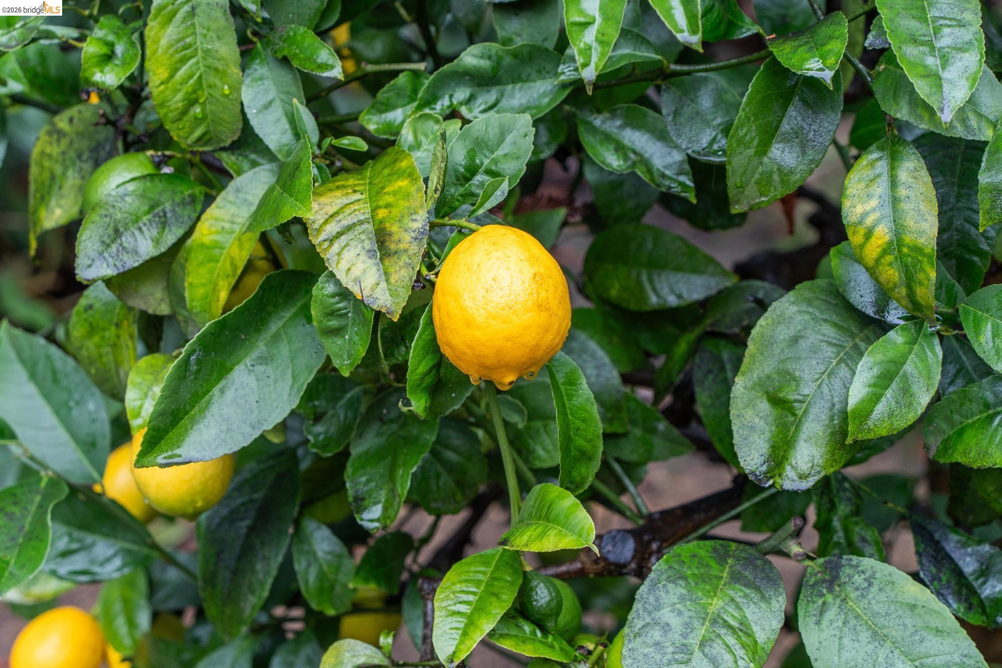 Detail Gallery Image 32 of 49 For 5941 Keith Ave, Oakland,  CA 94618 - 2 Beds | 1/1 Baths