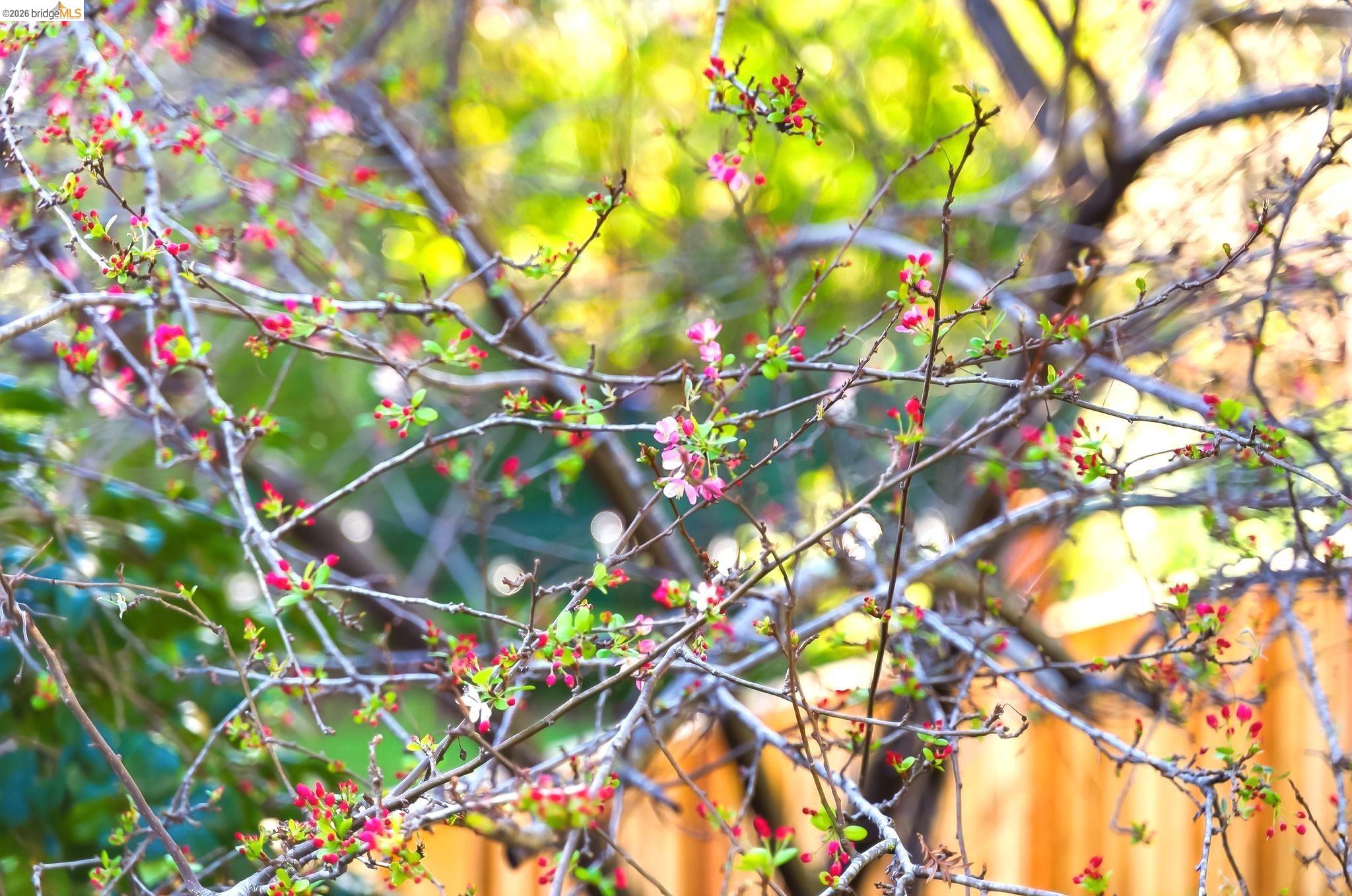 Detail Gallery Image 28 of 40 For 4061 Whittle Ave, Oakland,  CA 94602 - 2 Beds | 1 Baths