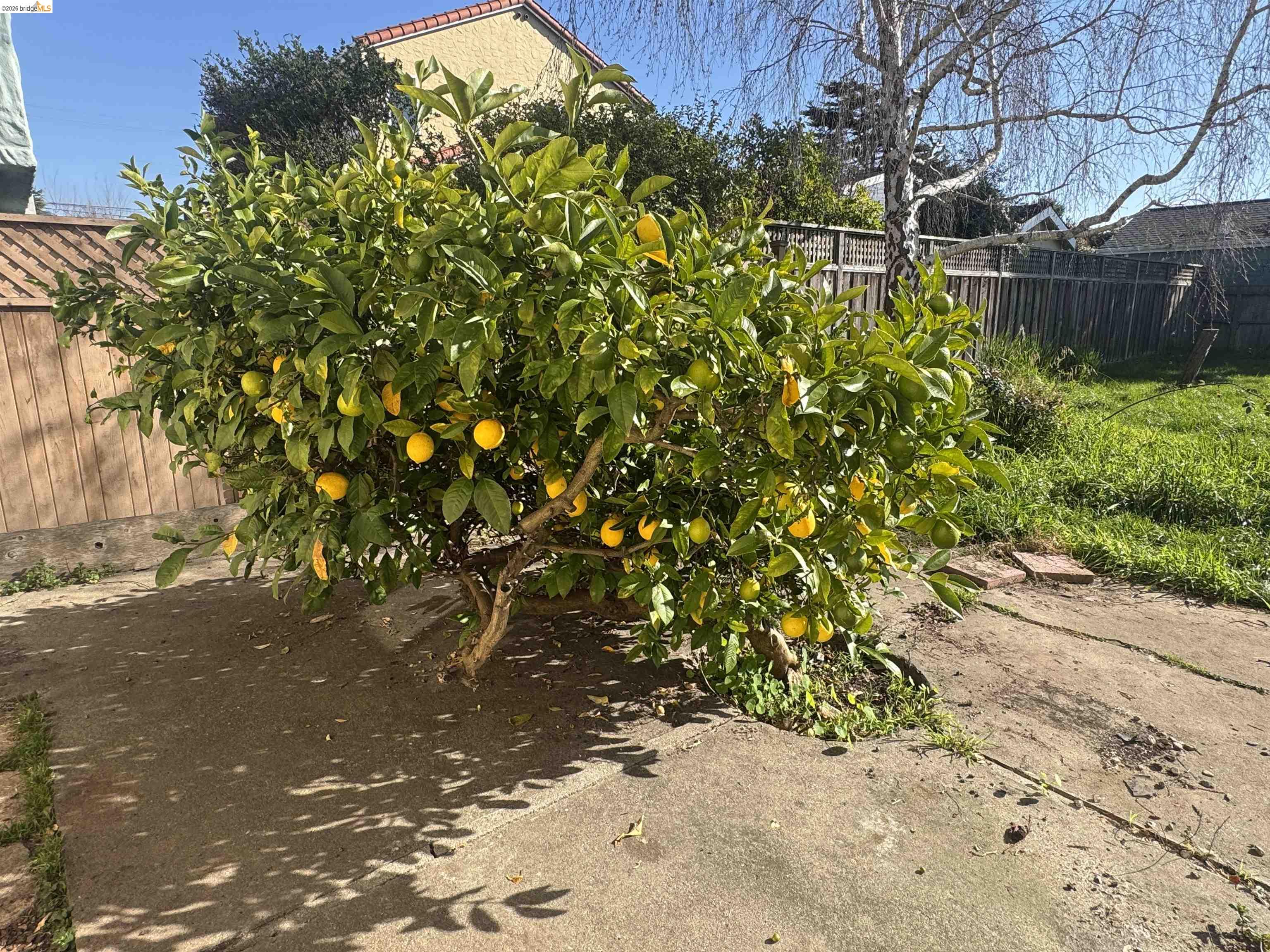 Detail Gallery Image 48 of 48 For 1266 N Washington Ave, Albany,  CA 94706-1733 - 2 Beds | 1/1 Baths