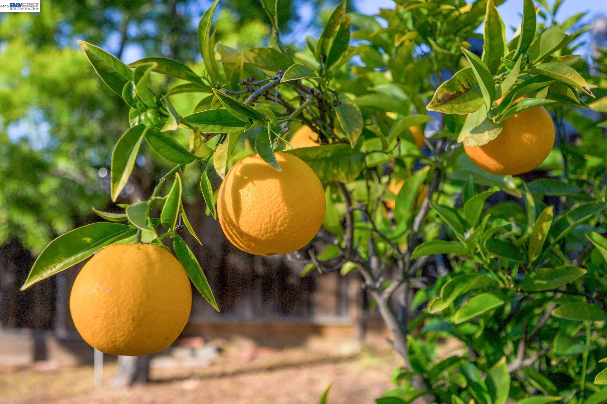Detail Gallery Image 48 of 55 For 2690 Watson St, Castro Valley,  CA 94546 - 3 Beds | 1 Baths