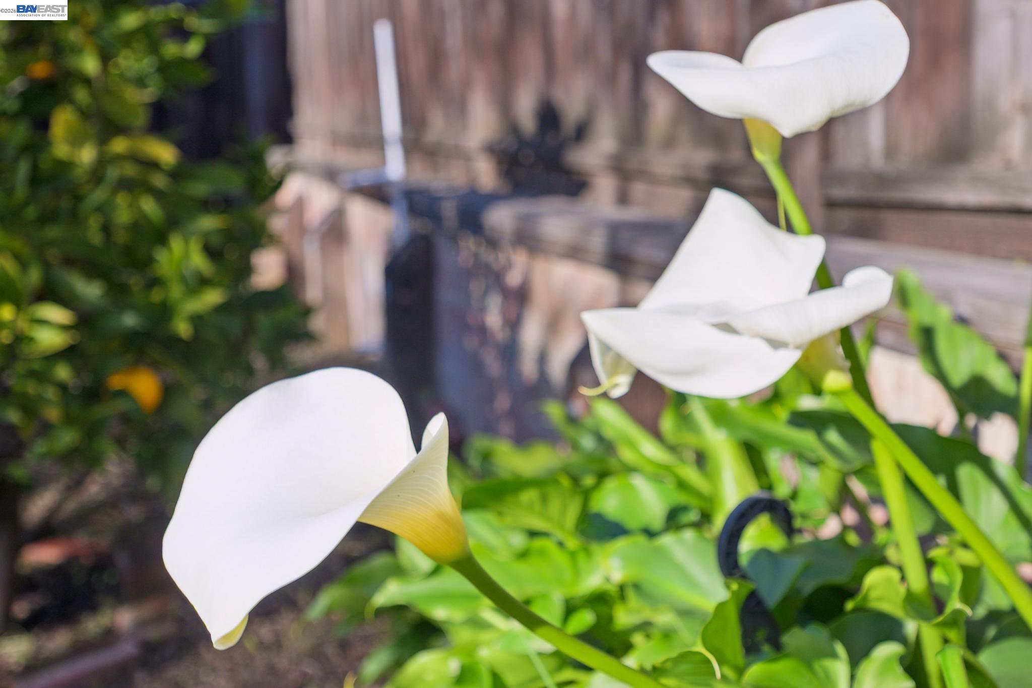 Detail Gallery Image 49 of 55 For 2690 Watson St, Castro Valley,  CA 94546 - 3 Beds | 1 Baths