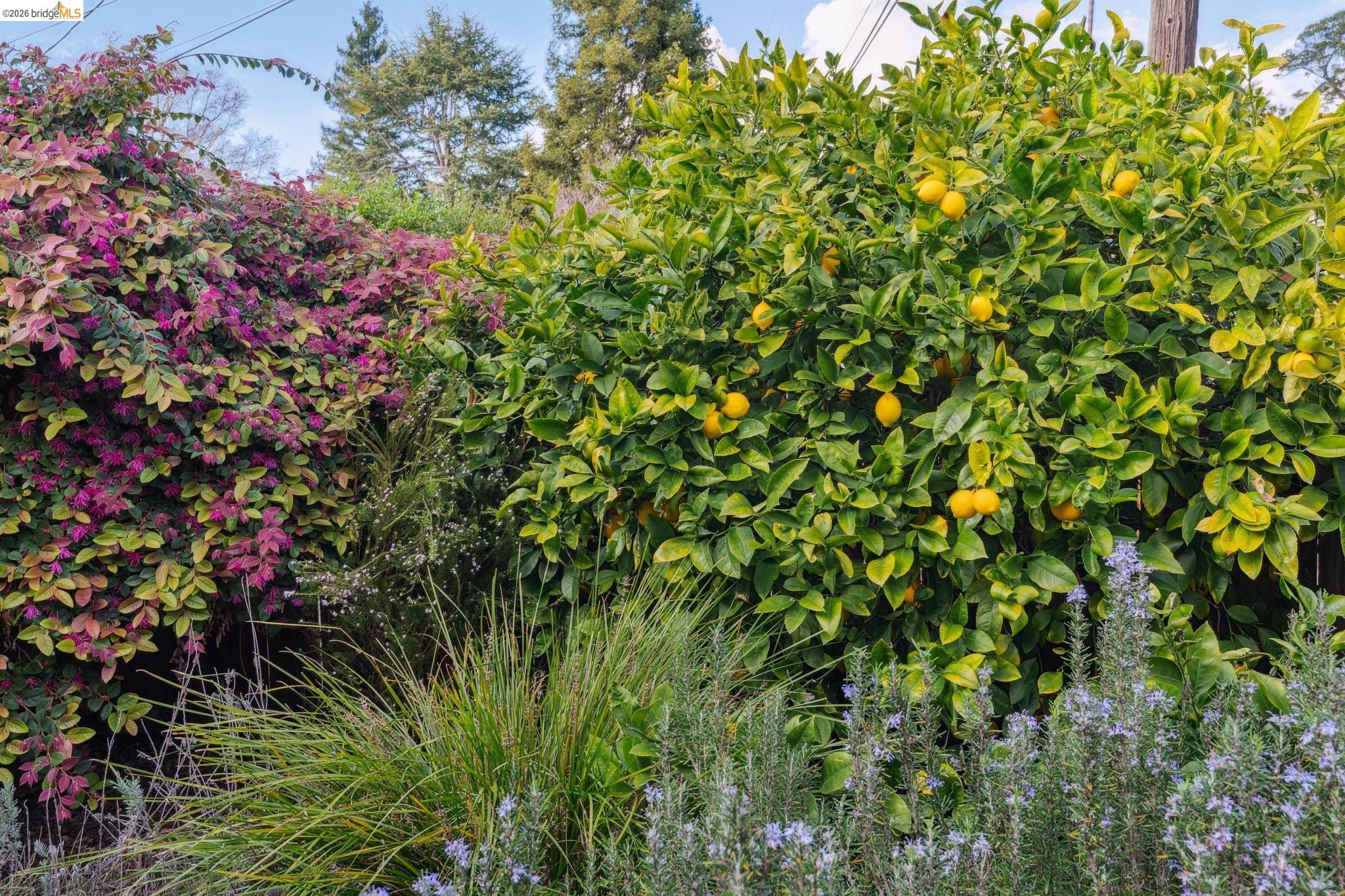 Detail Gallery Image 2 of 40 For 4651 Fair Ave, Oakland,  CA 94619 - 3 Beds | 2 Baths