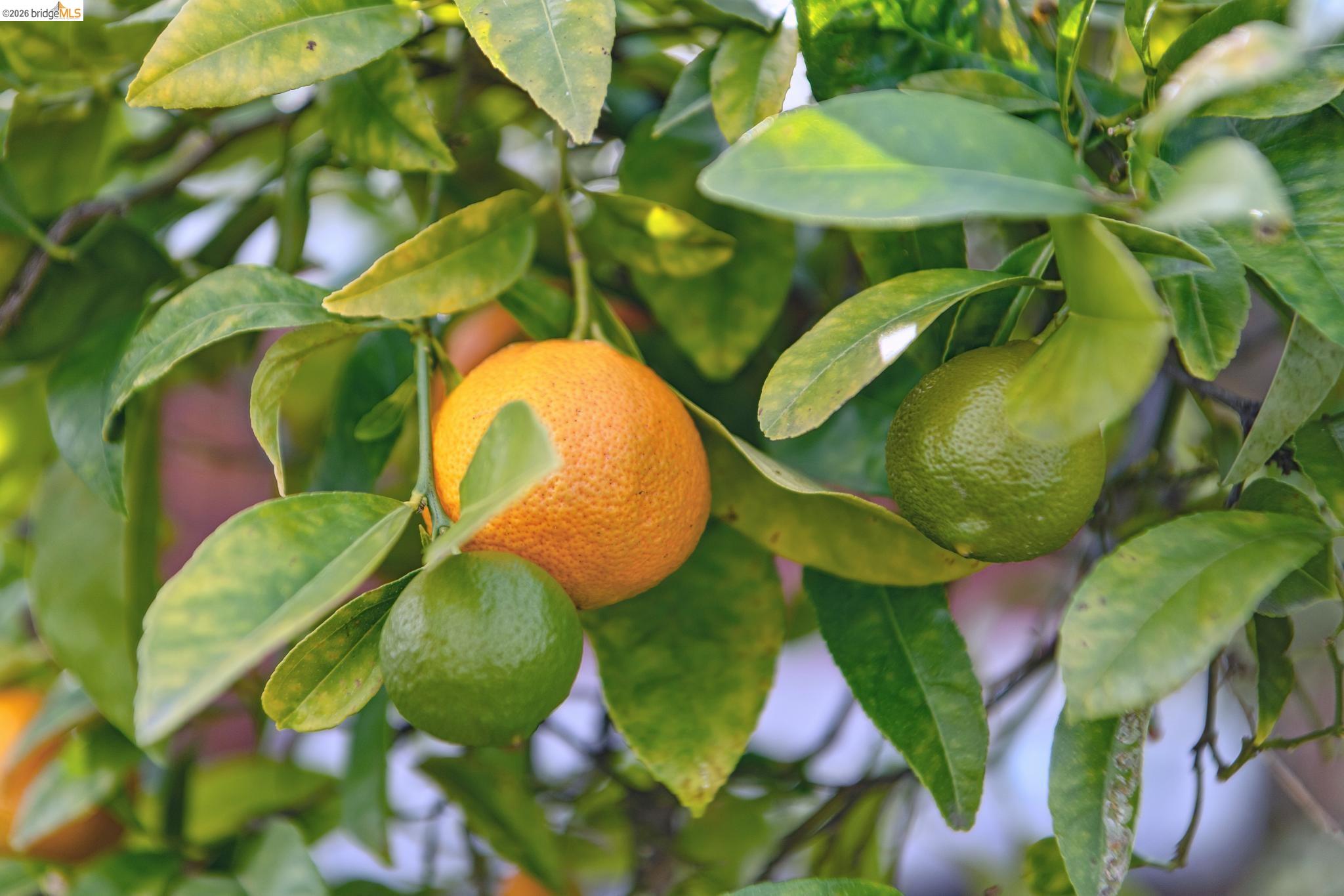 Detail Gallery Image 31 of 36 For 1066 Bayview Ave, Oakland,  CA 94610 - 2 Beds | 1 Baths