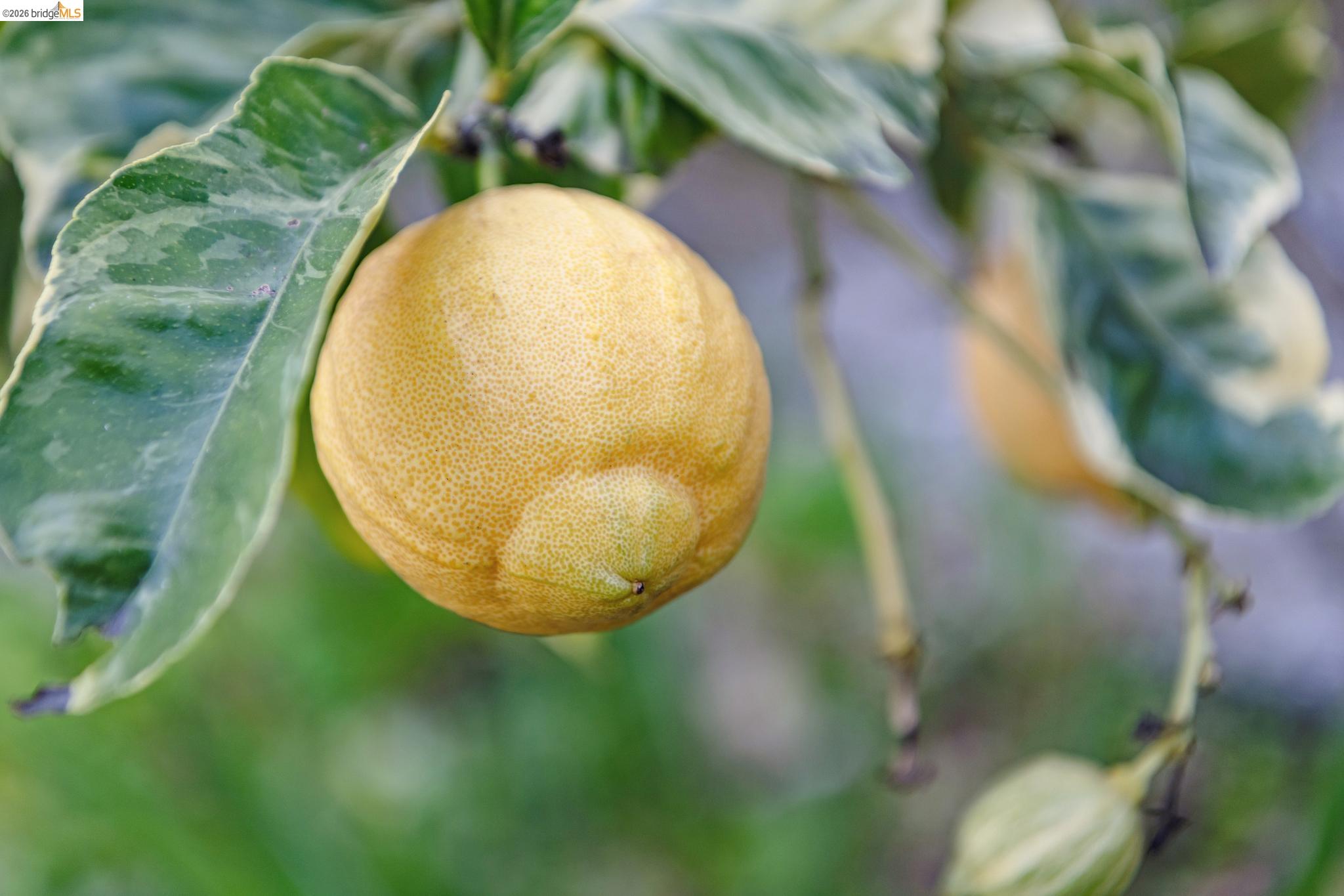 Detail Gallery Image 32 of 36 For 1066 Bayview Ave, Oakland,  CA 94610 - 2 Beds | 1 Baths