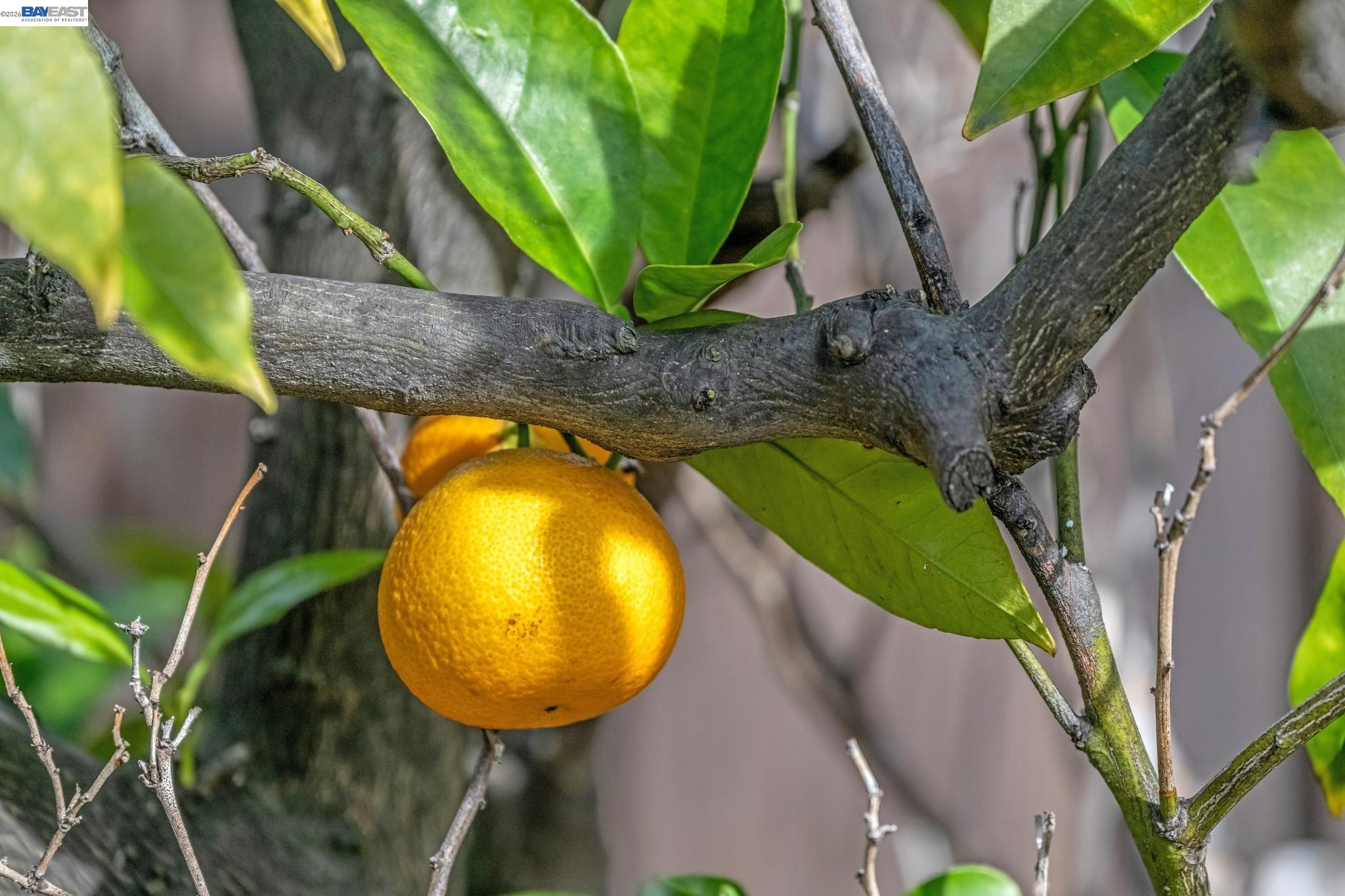 Detail Gallery Image 31 of 39 For 21330 Tyee Street, Castro Valley,  CA 94546 - 3 Beds | 2 Baths