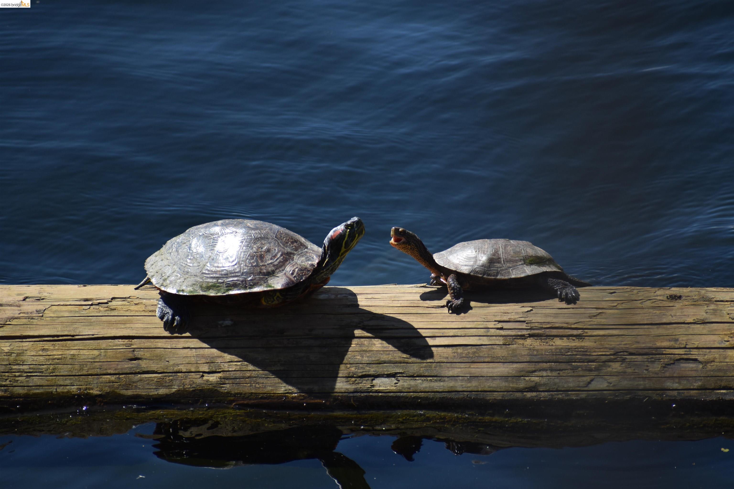 Detail Gallery Image 29 of 31 For 1056 Discovery Bay Blvd, Discovery Bay,  CA 94505 - 3 Beds | 2 Baths