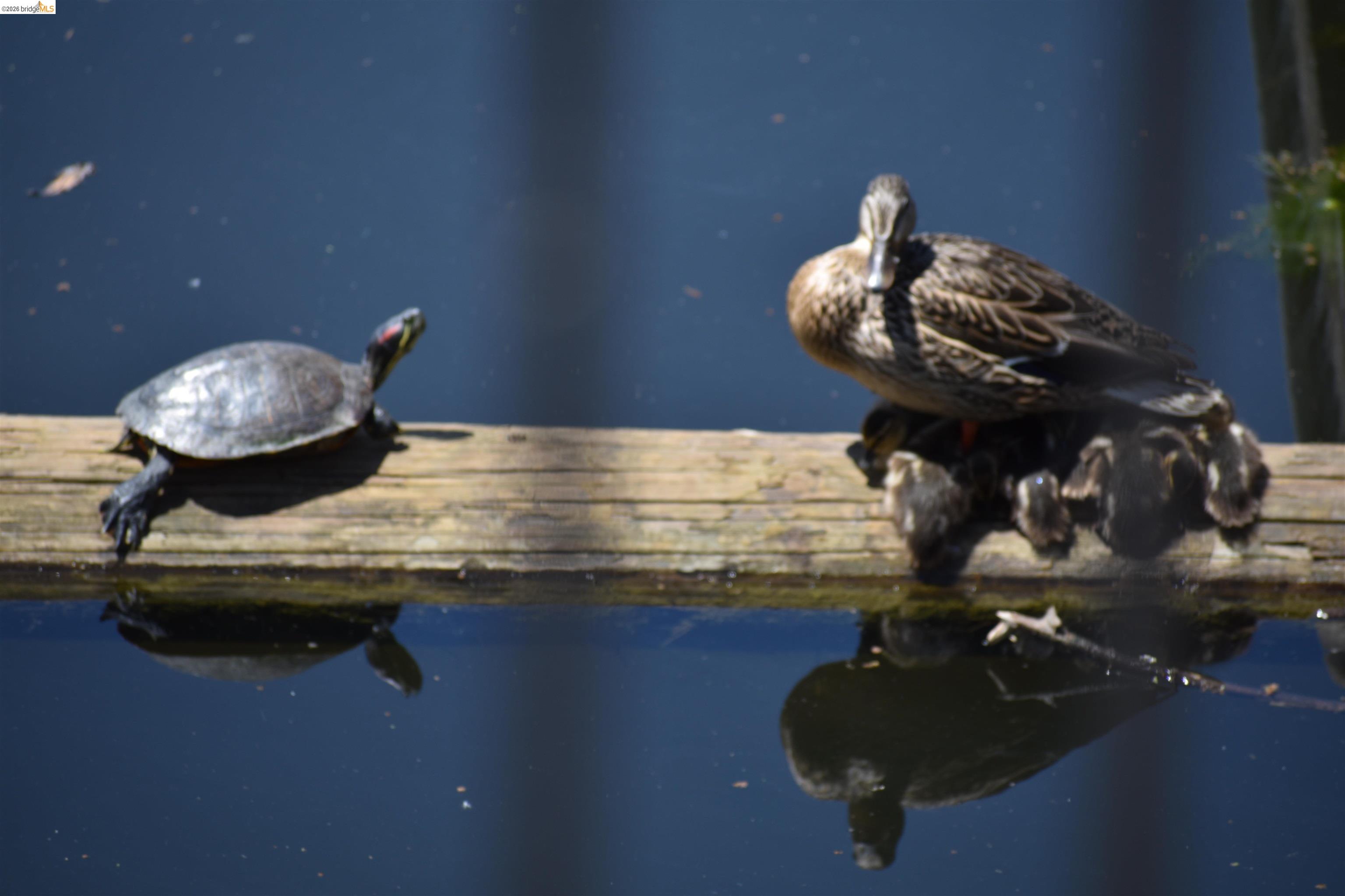 Detail Gallery Image 30 of 31 For 1056 Discovery Bay Blvd, Discovery Bay,  CA 94505 - 3 Beds | 2 Baths