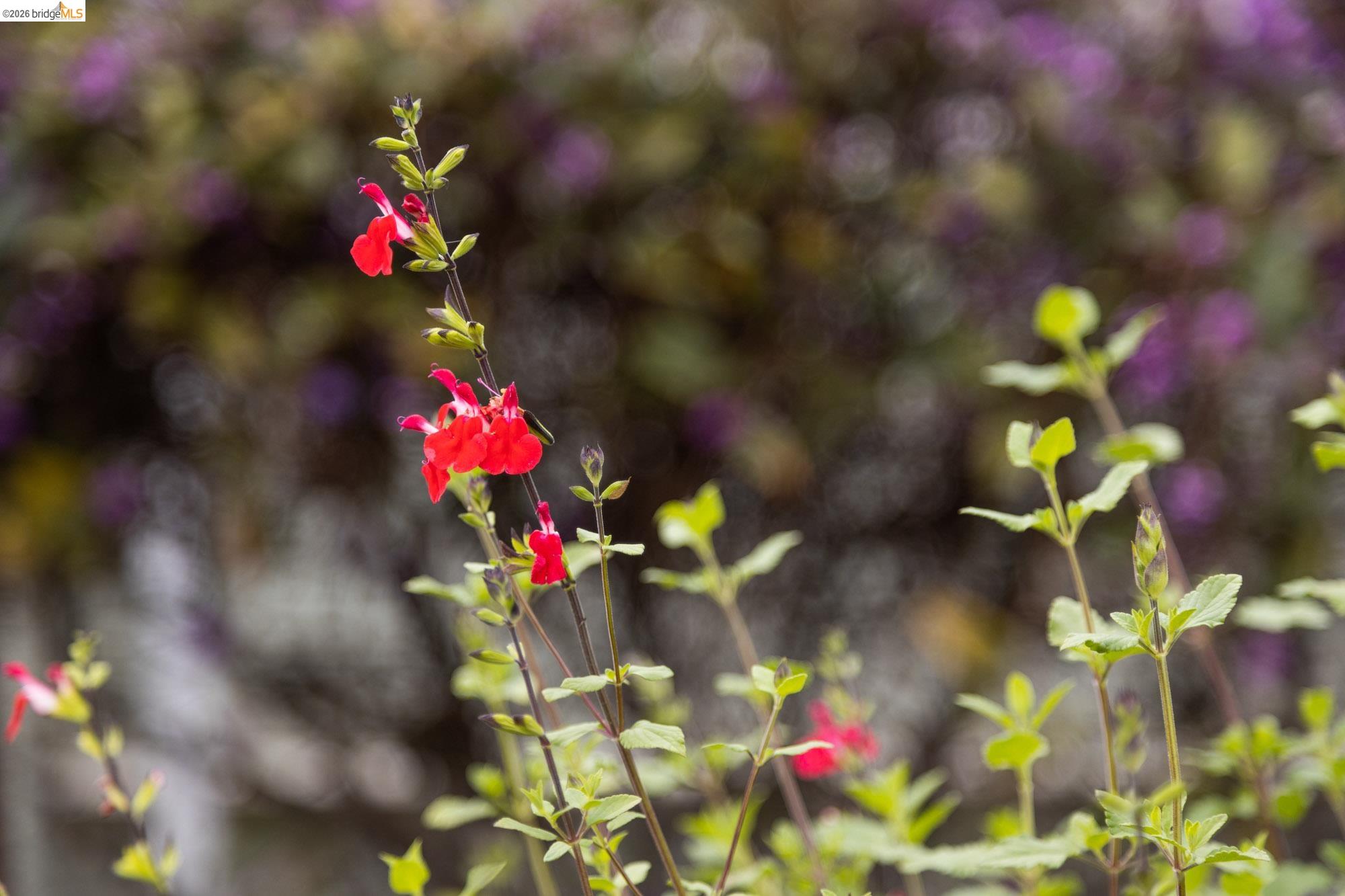 Detail Gallery Image 51 of 53 For 1261 Hearst Ave, Berkeley,  CA 94702 - 1 Beds | 1 Baths