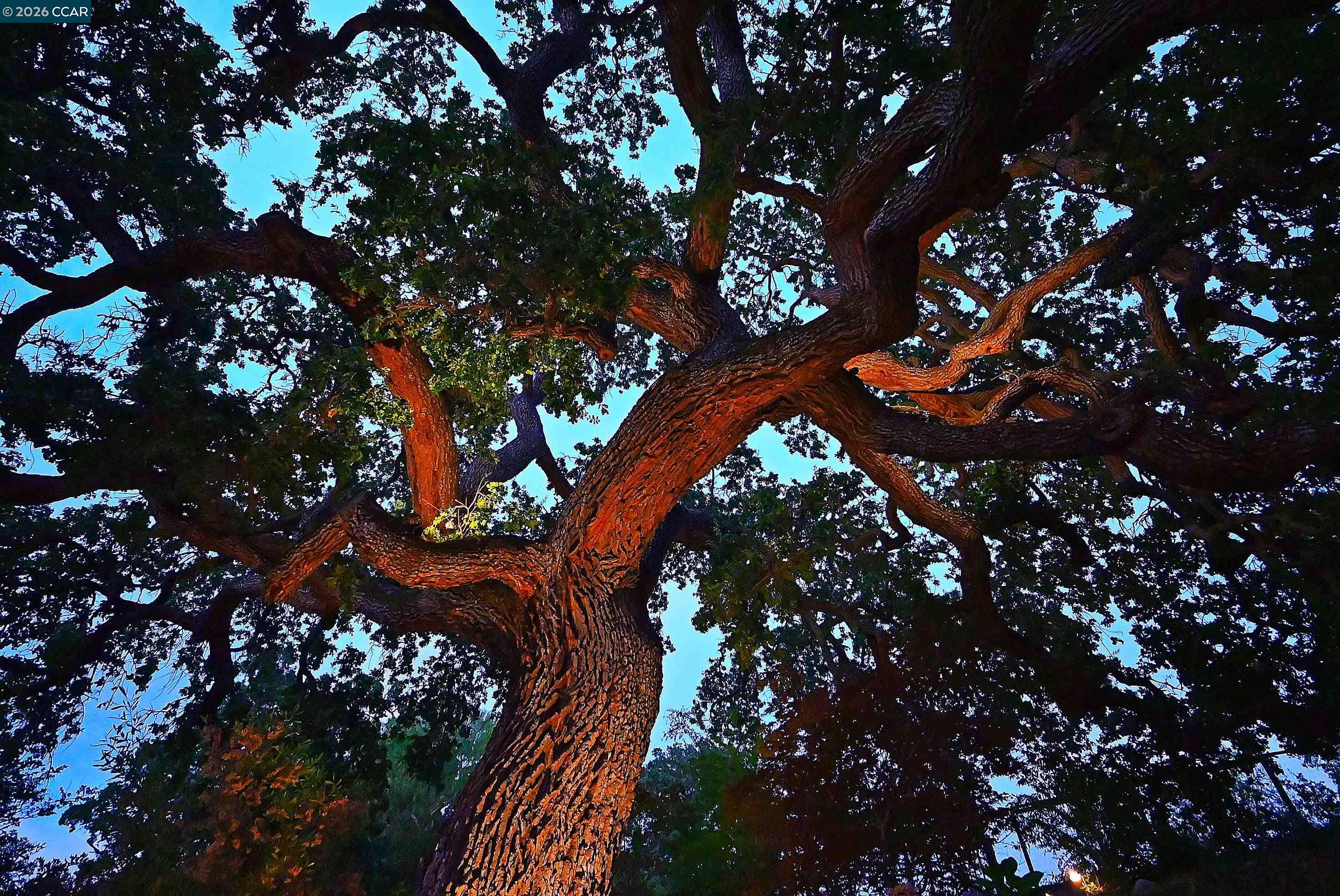 Detail Gallery Image 59 of 60 For 1239 Sunrise Ridge Dr, Lafayette,  CA 94549 - 6 Beds | 3/1 Baths