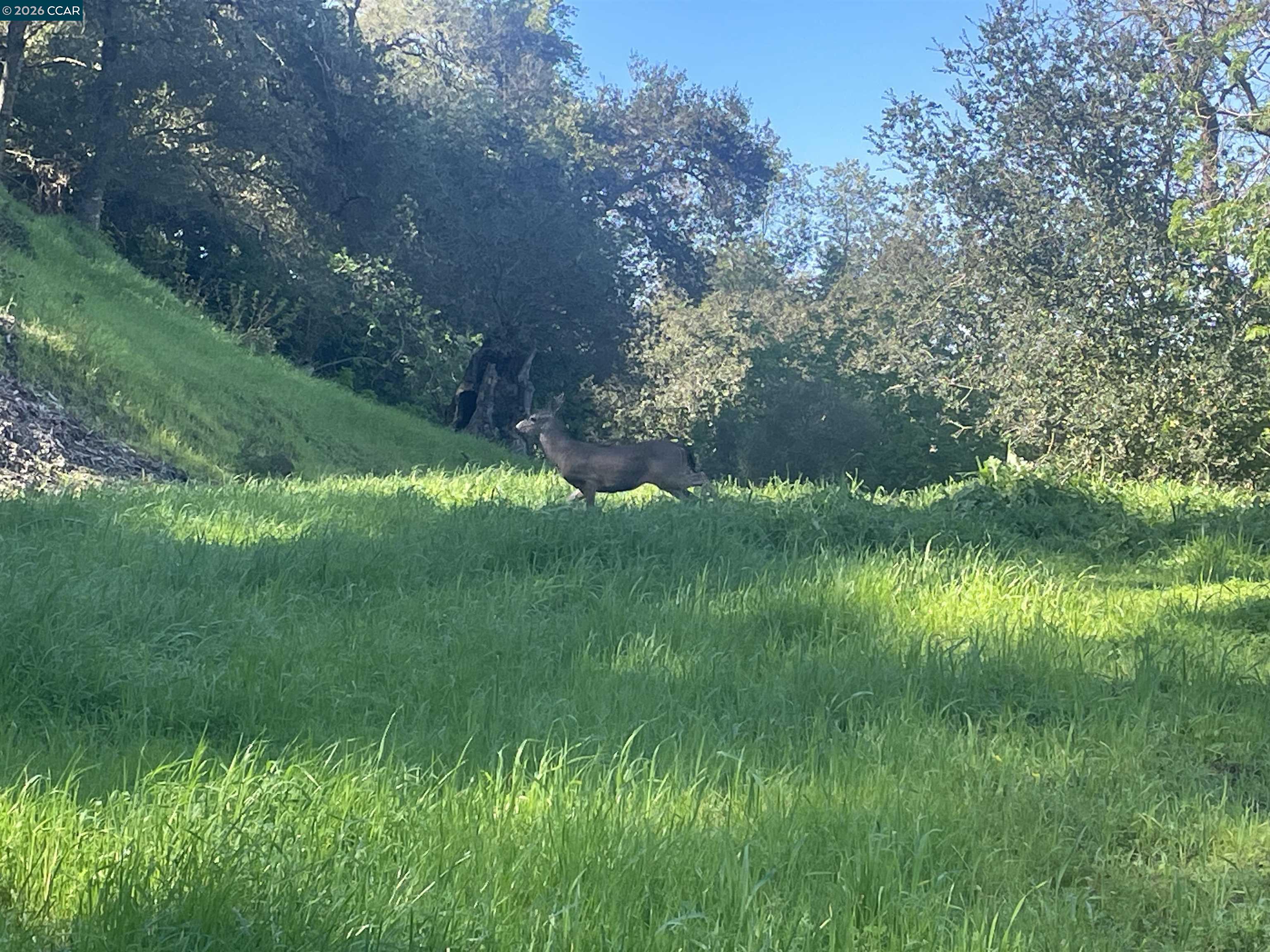 Detail Gallery Image 3 of 10 For 2965 Rohrer Dr, Lafayette,  CA 94595 - – Beds | – Baths