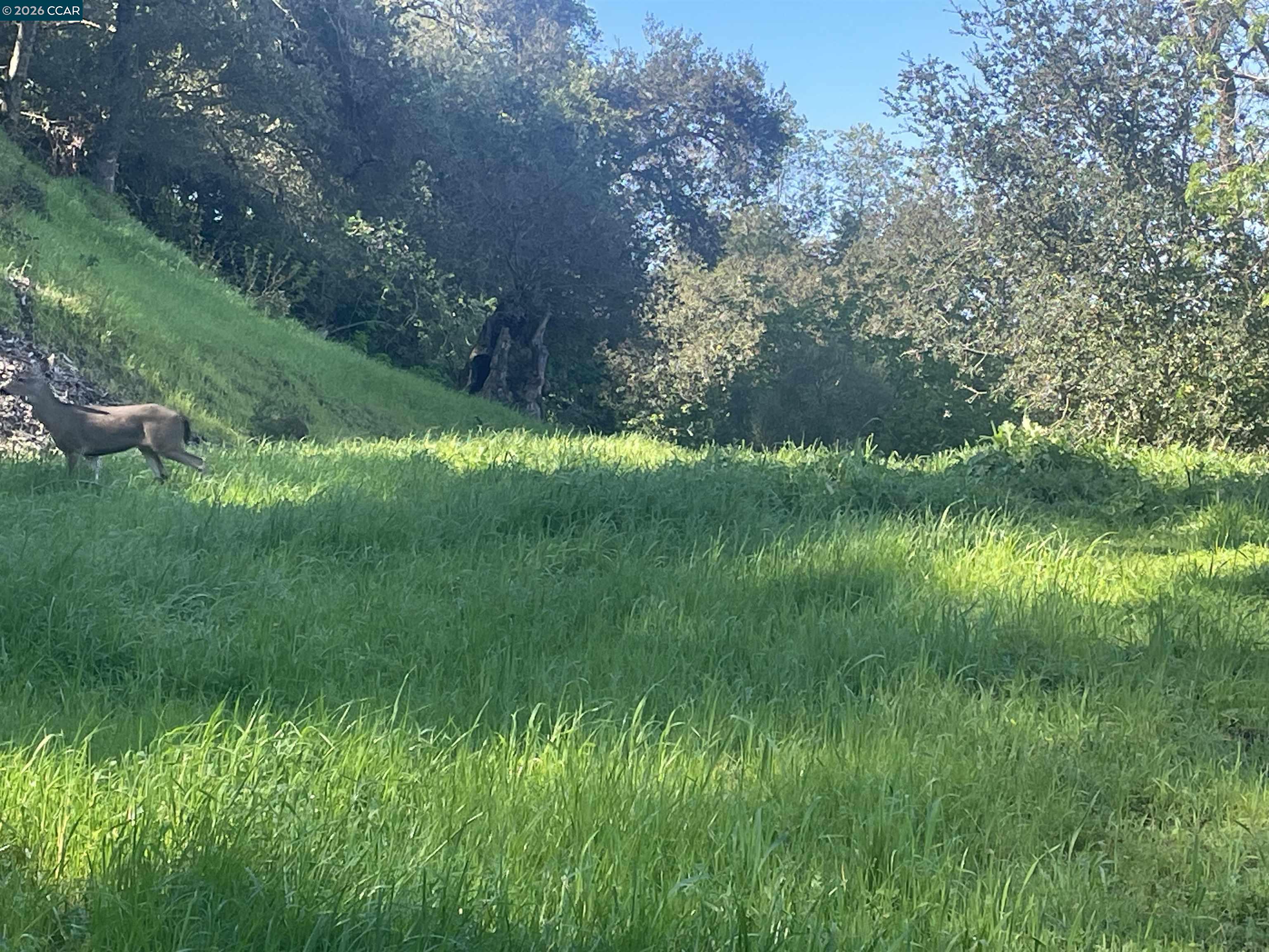 Detail Gallery Image 7 of 10 For 2965 Rohrer Dr, Lafayette,  CA 94595 - – Beds | – Baths