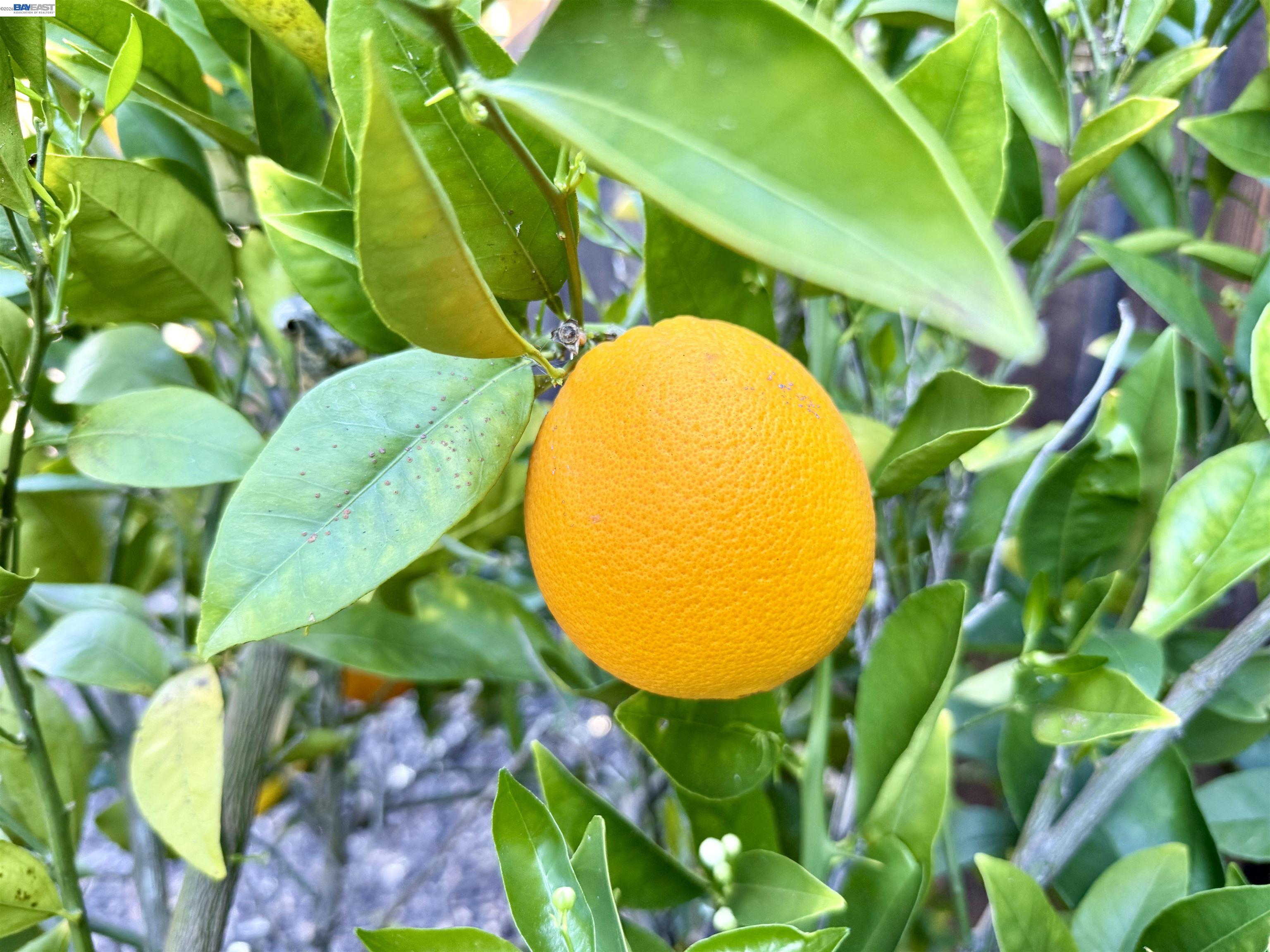 Detail Gallery Image 59 of 60 For 1500 Arroyo Rd, Livermore,  CA 94550 - 4 Beds | 3 Baths