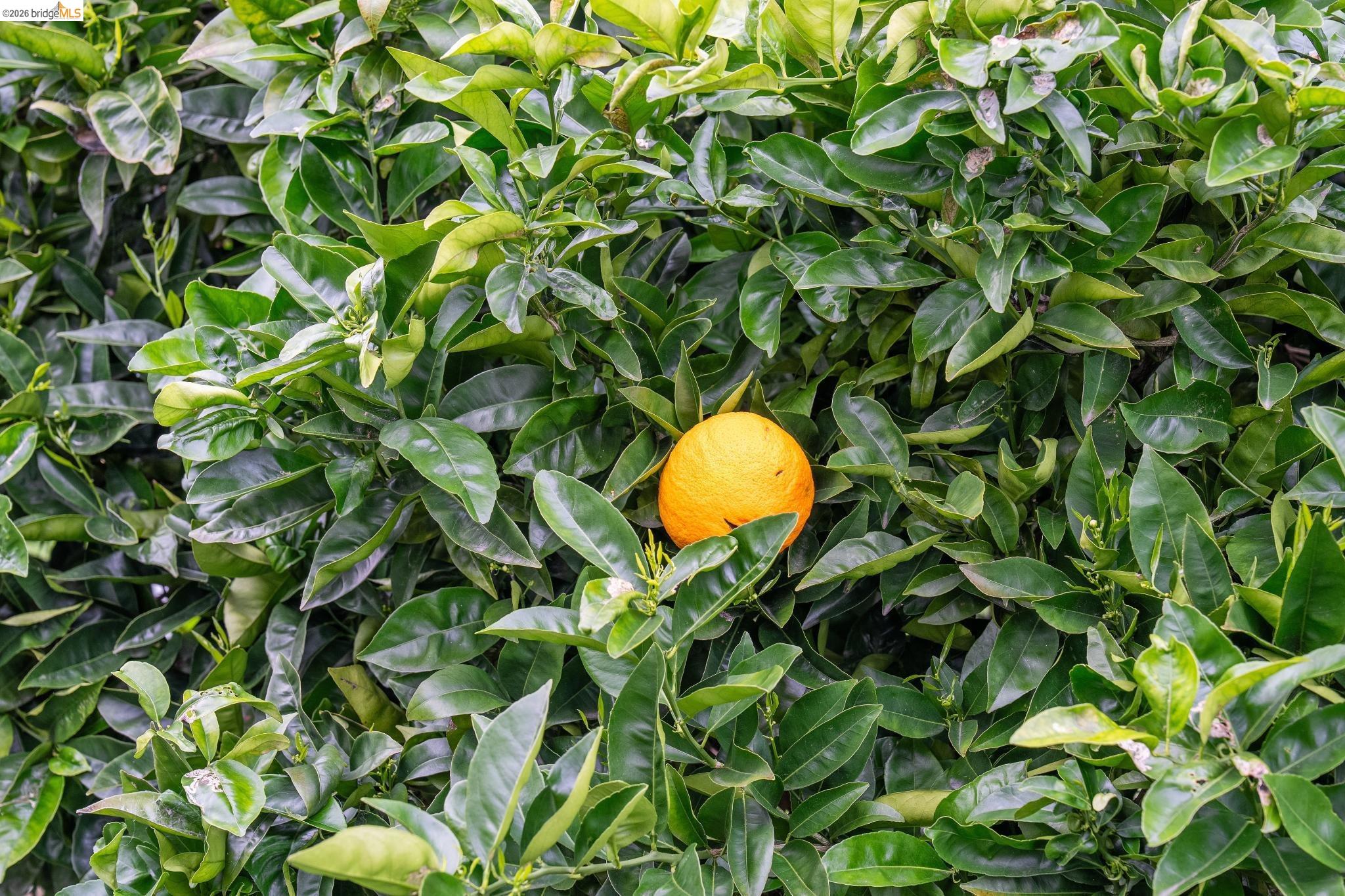 Detail Gallery Image 45 of 56 For 5845 Bernhard Ave, Richmond,  CA 94805 - 3 Beds | 1/1 Baths