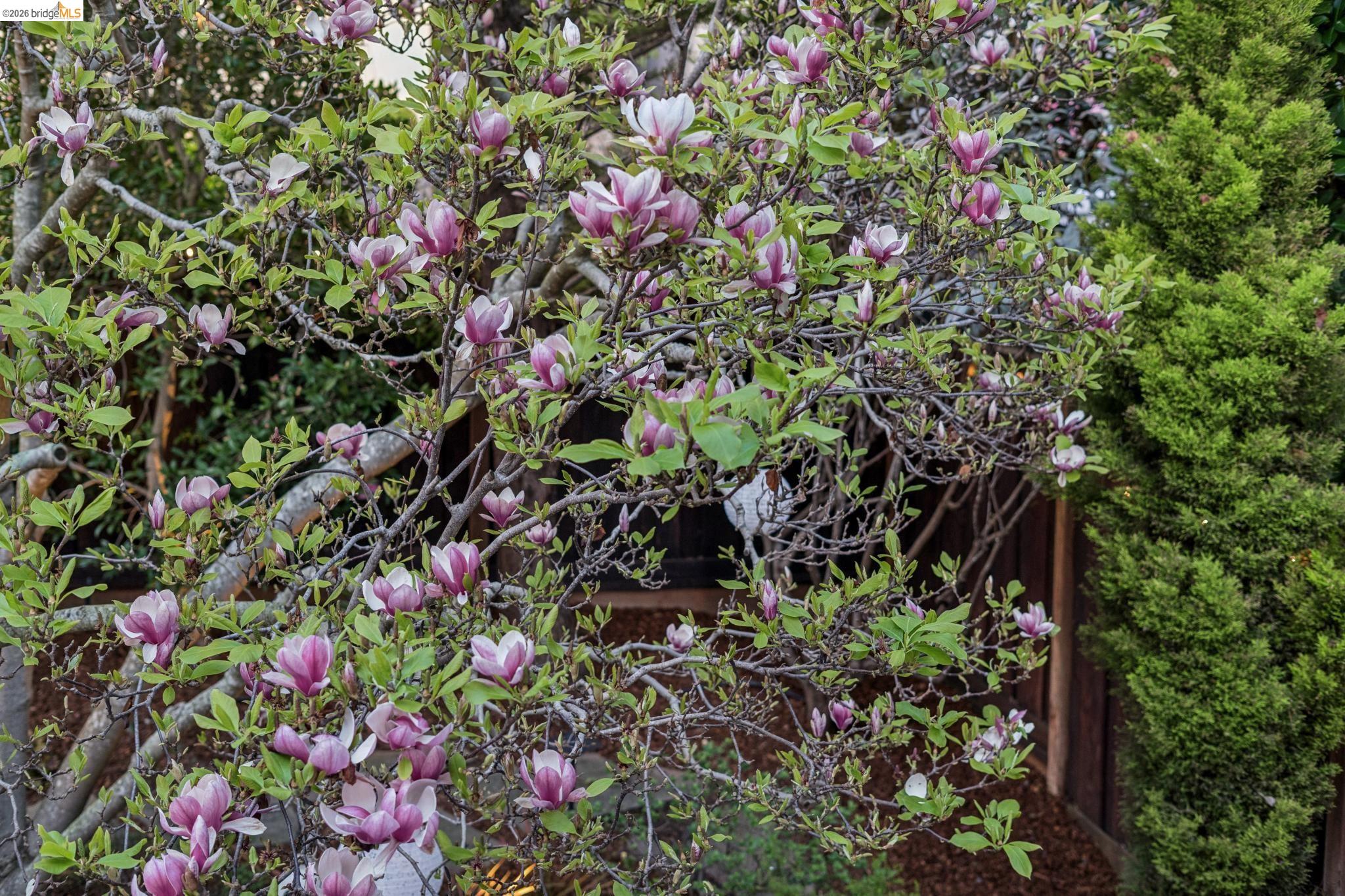 Detail Gallery Image 34 of 60 For 5416 Golden Gate Ave, Oakland,  CA 94618 - 4 Beds | 3/1 Baths