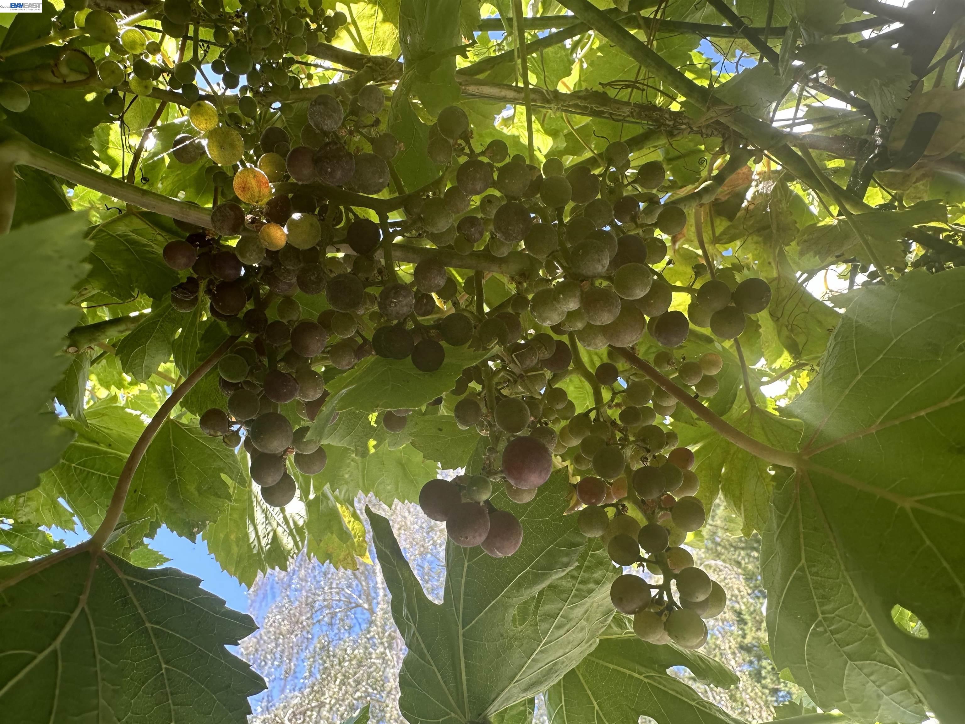 Photo #37: 41125884 Listing: Photo #37