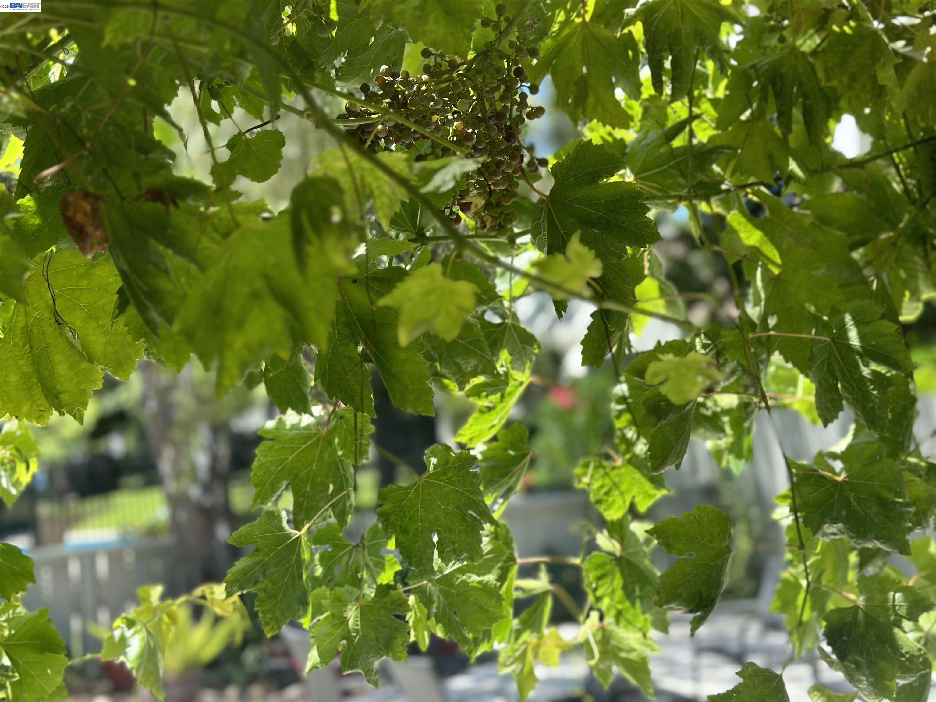 Photo #38: 41125884 Listing: Photo #38