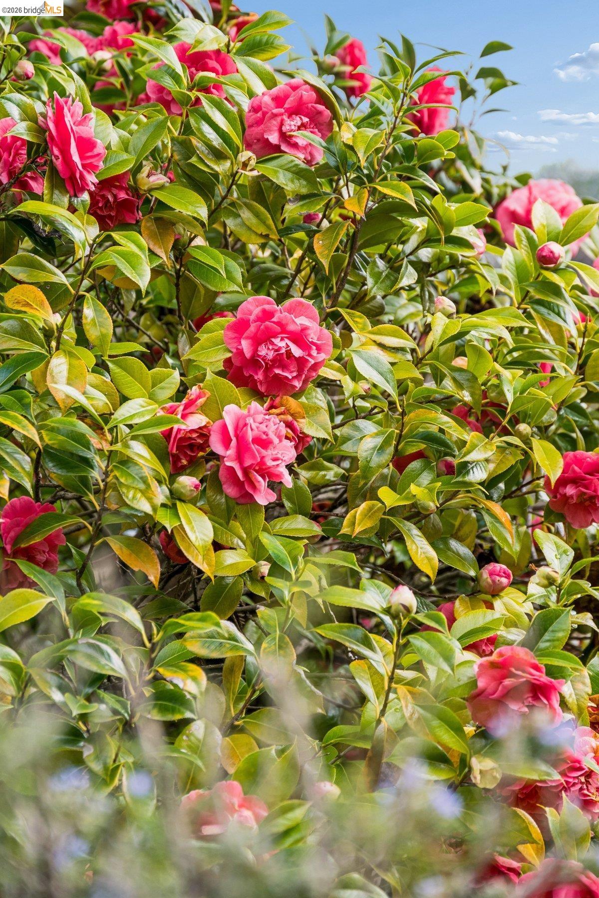 Detail Gallery Image 32 of 34 For 233 Capricorn Ave, Oakland,  CA 94611 - 3 Beds | 3 Baths