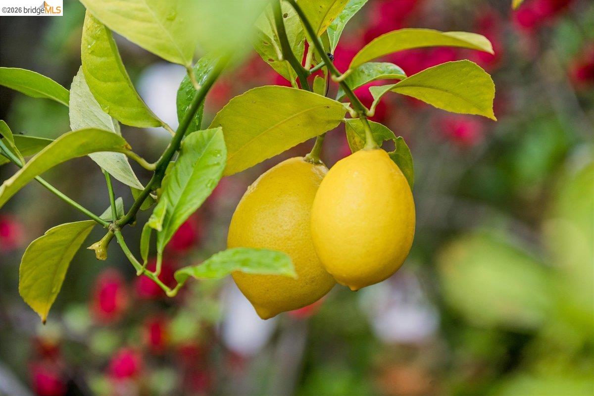 Detail Gallery Image 33 of 34 For 233 Capricorn Ave, Oakland,  CA 94611 - 3 Beds | 3 Baths