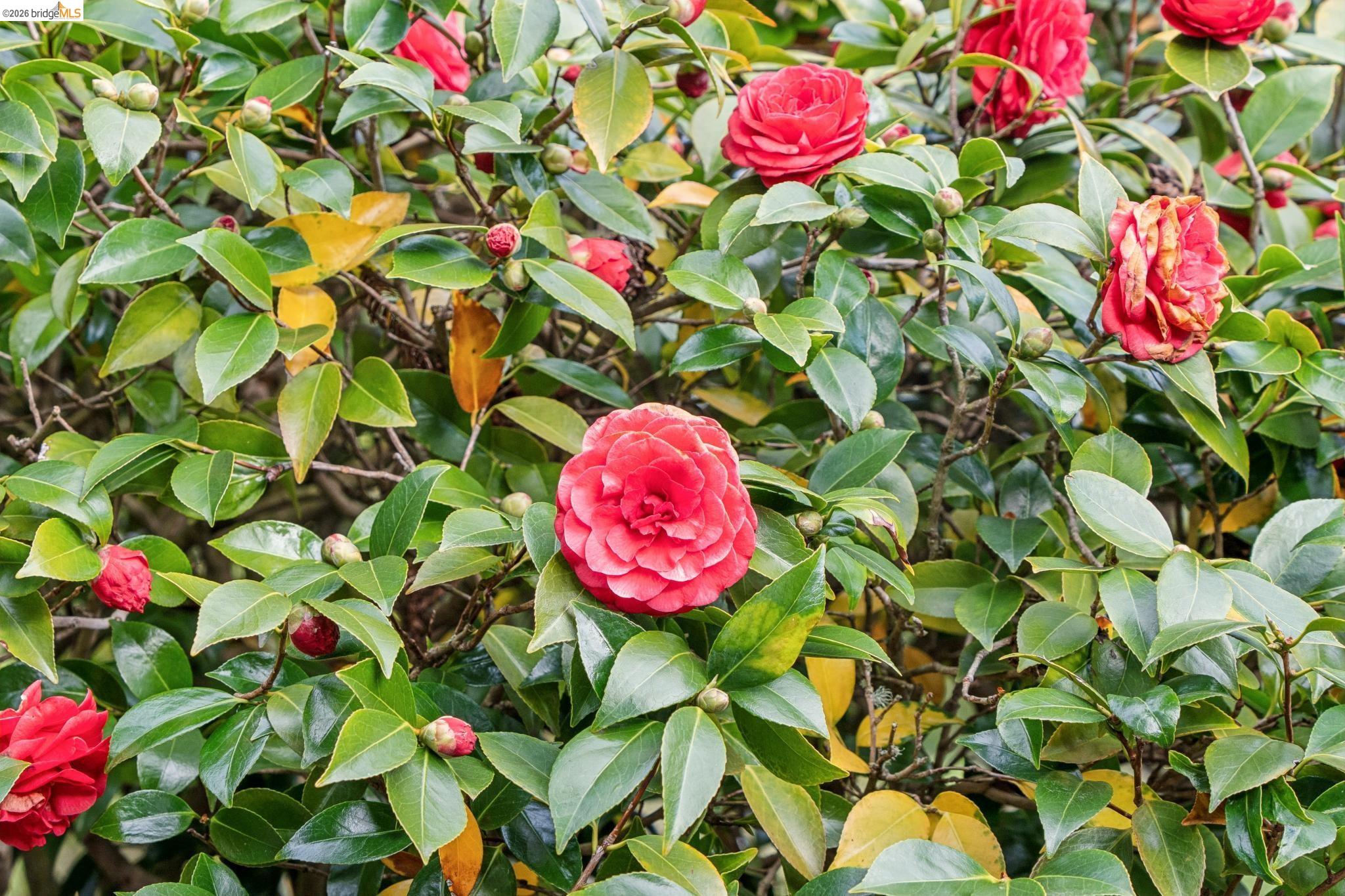 Detail Gallery Image 45 of 45 For 1155 Keeler Ave, Berkeley,  CA 94708 - 4 Beds | 2 Baths