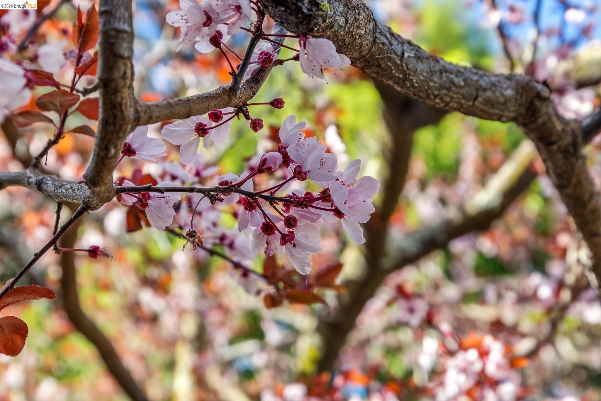 Detail Gallery Image 35 of 44 For 1815 Vine St, Berkeley,  CA 94703 - 3 Beds | 2 Baths