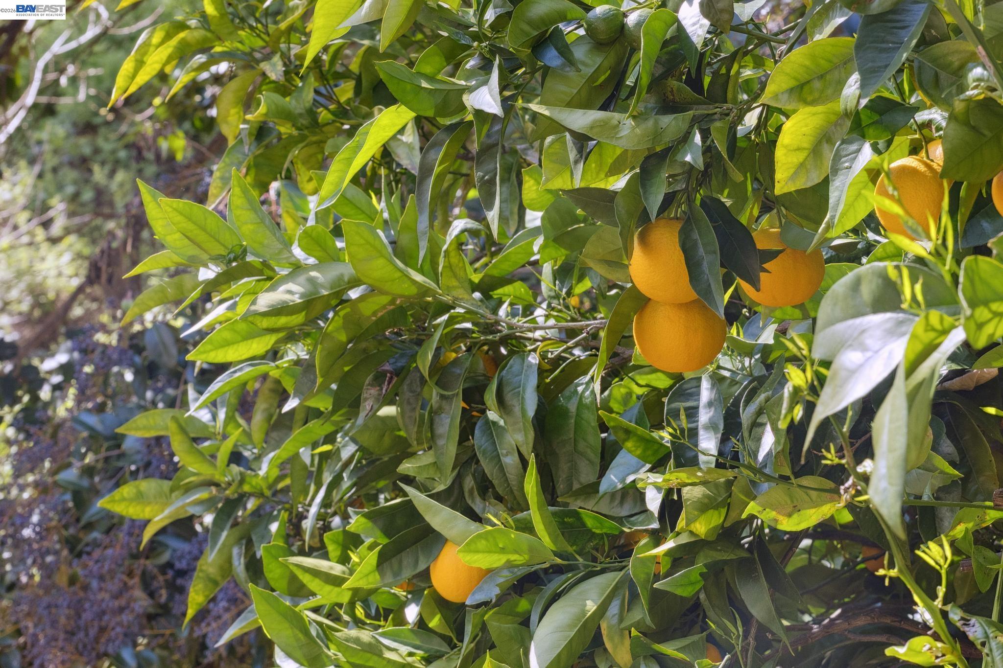 Detail Gallery Image 36 of 41 For 4539 Elinora Avenue, Oakland,  CA 94619 - 3 Beds | 2 Baths