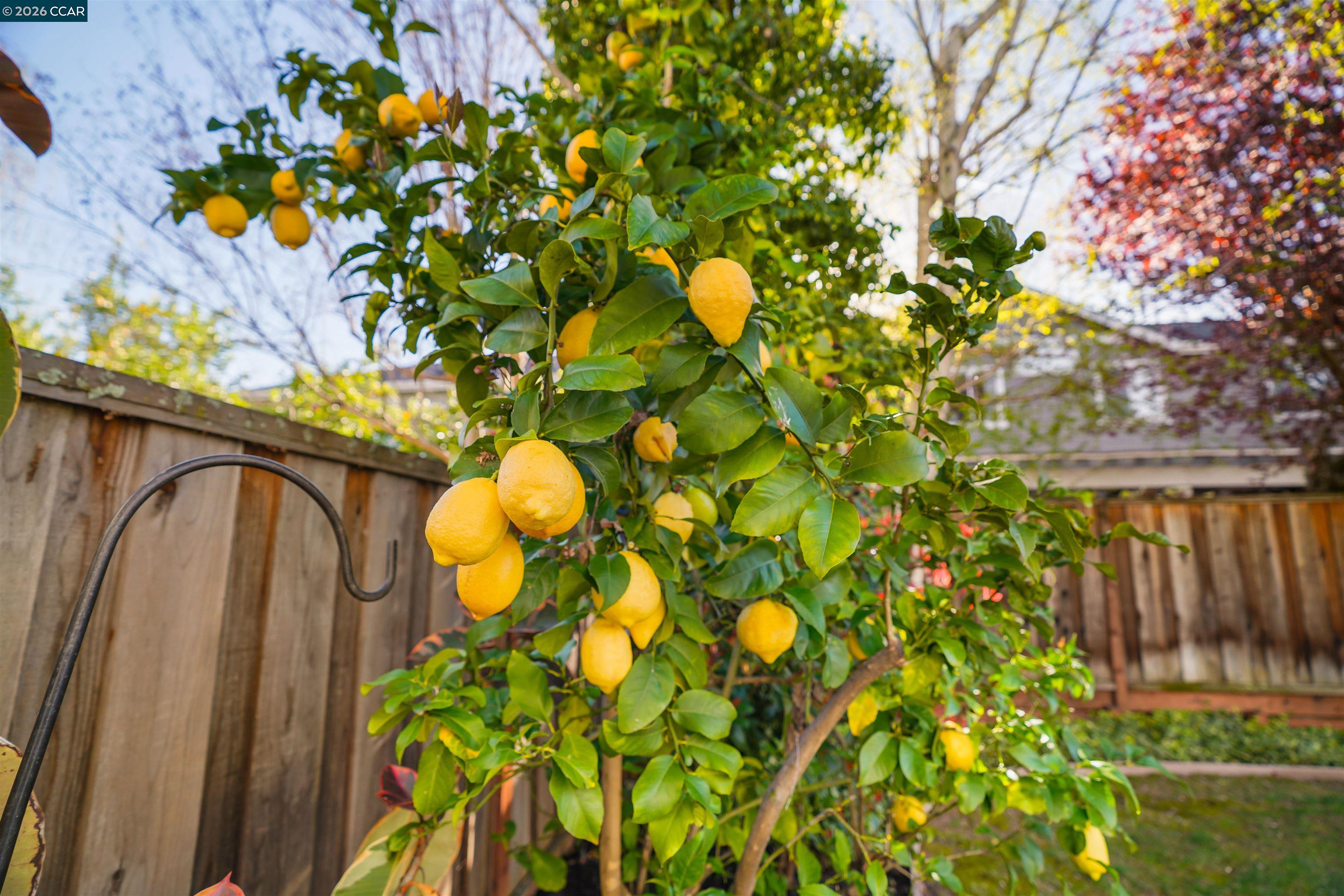 Detail Gallery Image 50 of 60 For 34 Elmwood Dr, San Ramon,  CA 94583 - 3 Beds | 2/1 Baths