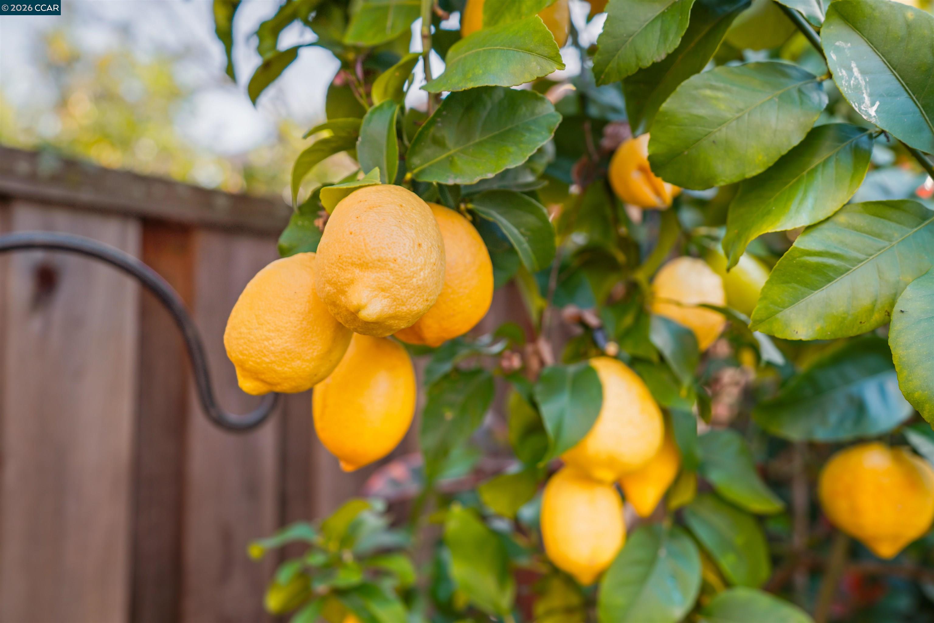 Detail Gallery Image 51 of 60 For 34 Elmwood Dr, San Ramon,  CA 94583 - 3 Beds | 2/1 Baths
