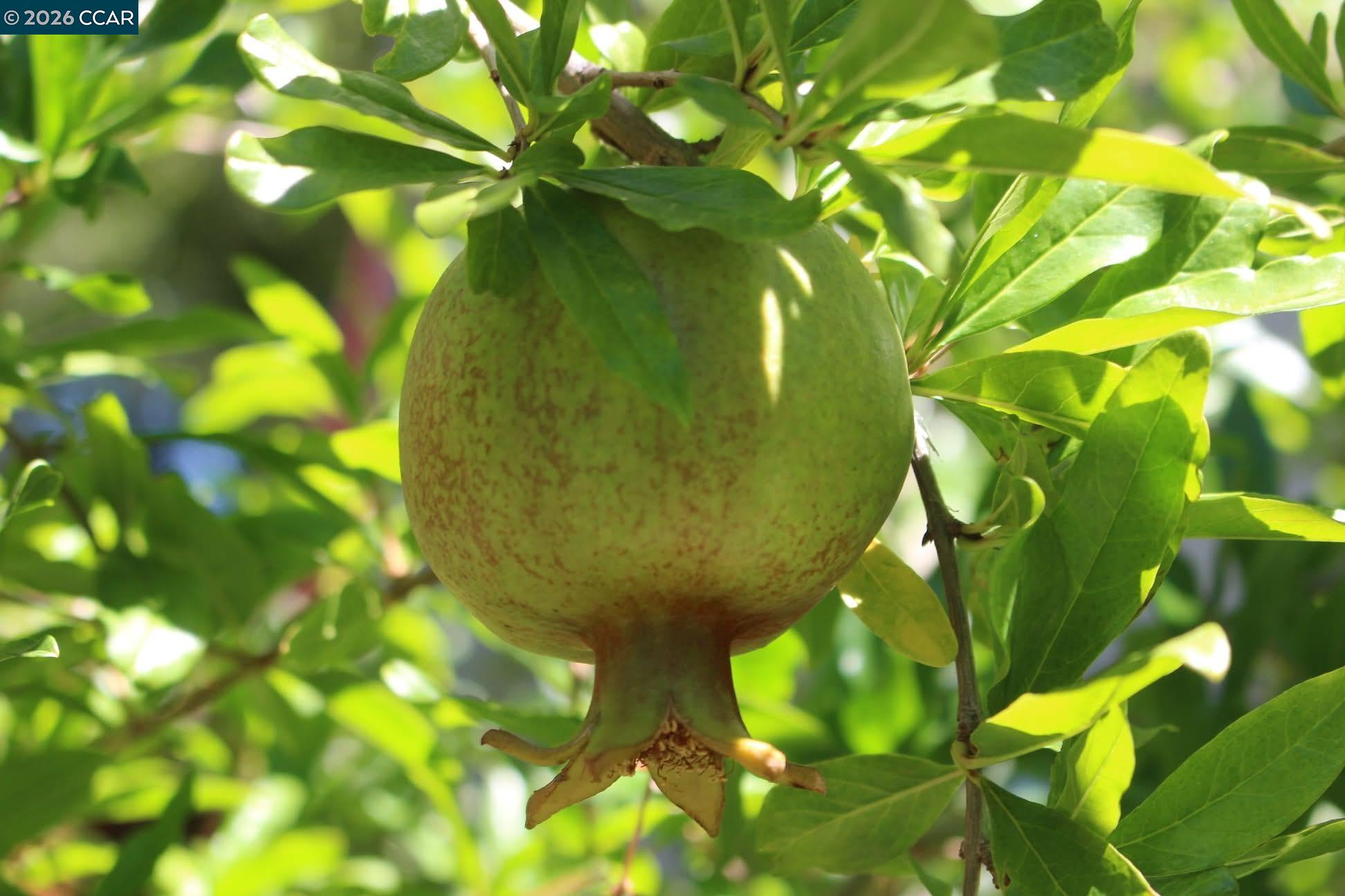 Detail Gallery Image 53 of 60 For 34 Elmwood Dr, San Ramon,  CA 94583 - 3 Beds | 2/1 Baths