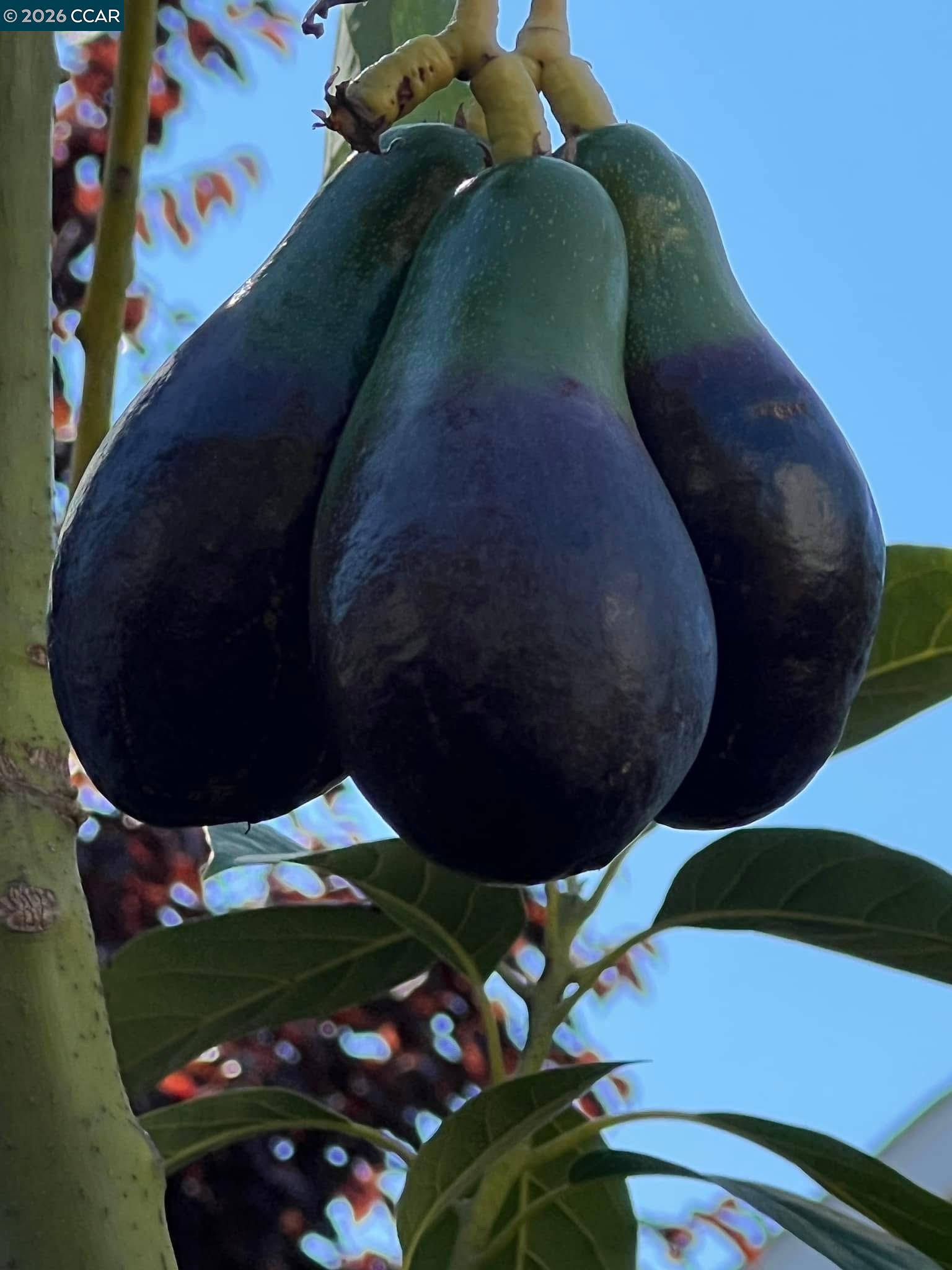 Detail Gallery Image 54 of 60 For 34 Elmwood Dr, San Ramon,  CA 94583 - 3 Beds | 2/1 Baths