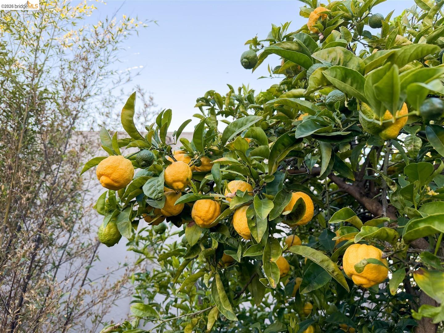 Detail Gallery Image 37 of 60 For 926 Pierce St, Albany,  CA 94706 - 2 Beds | 1 Baths