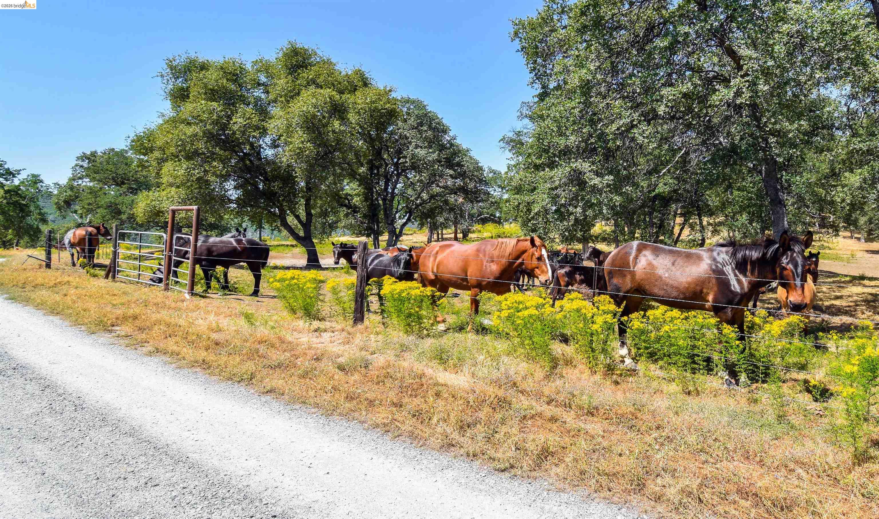 Detail Gallery Image 36 of 47 For 26255 Powell Ranch Rd, Sonora,  CA 95370 - 4 Beds | 4/1 Baths