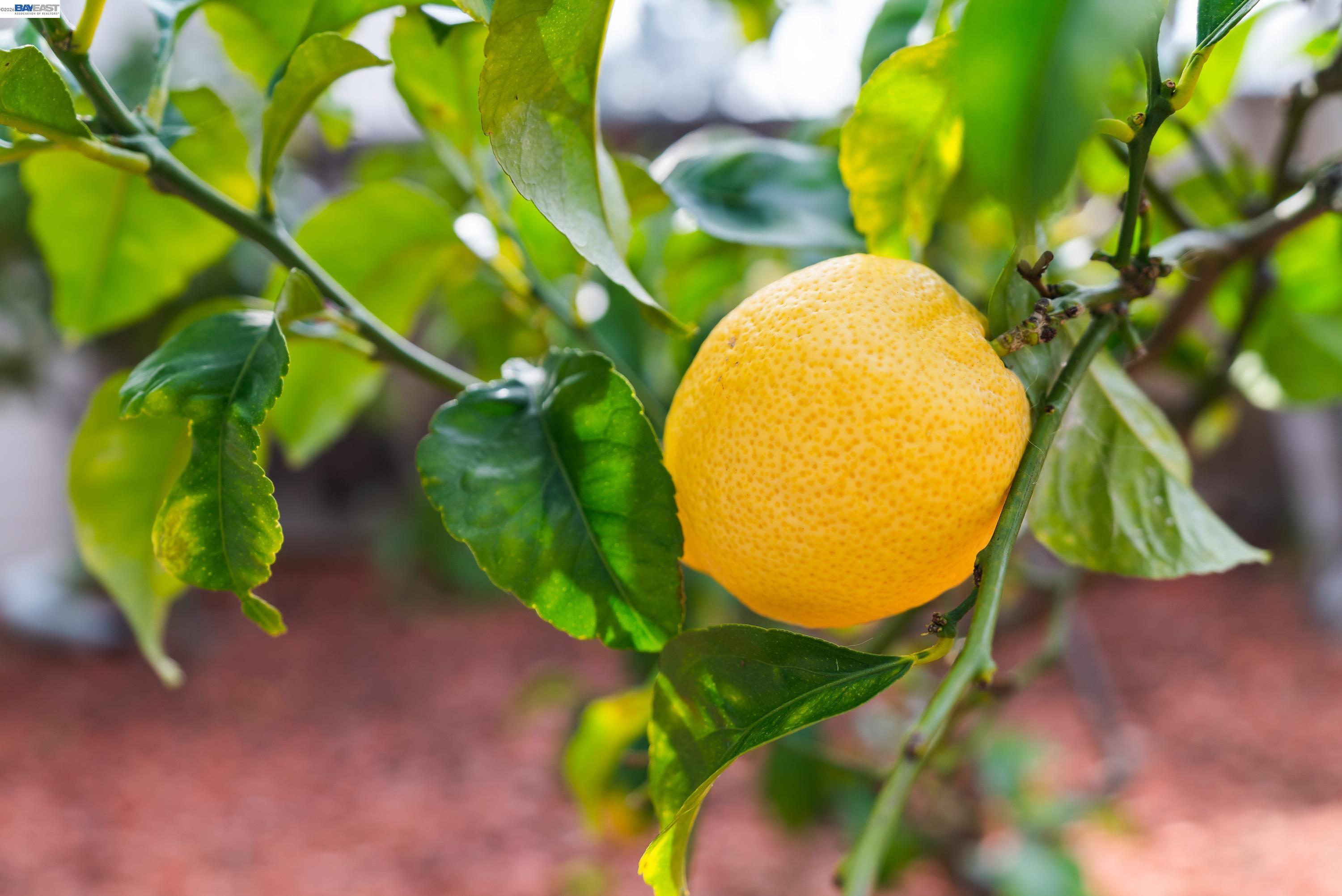 Detail Gallery Image 21 of 24 For 35 Leonard Ct, Alameda,  CA 94502 - 2 Beds | 2/1 Baths