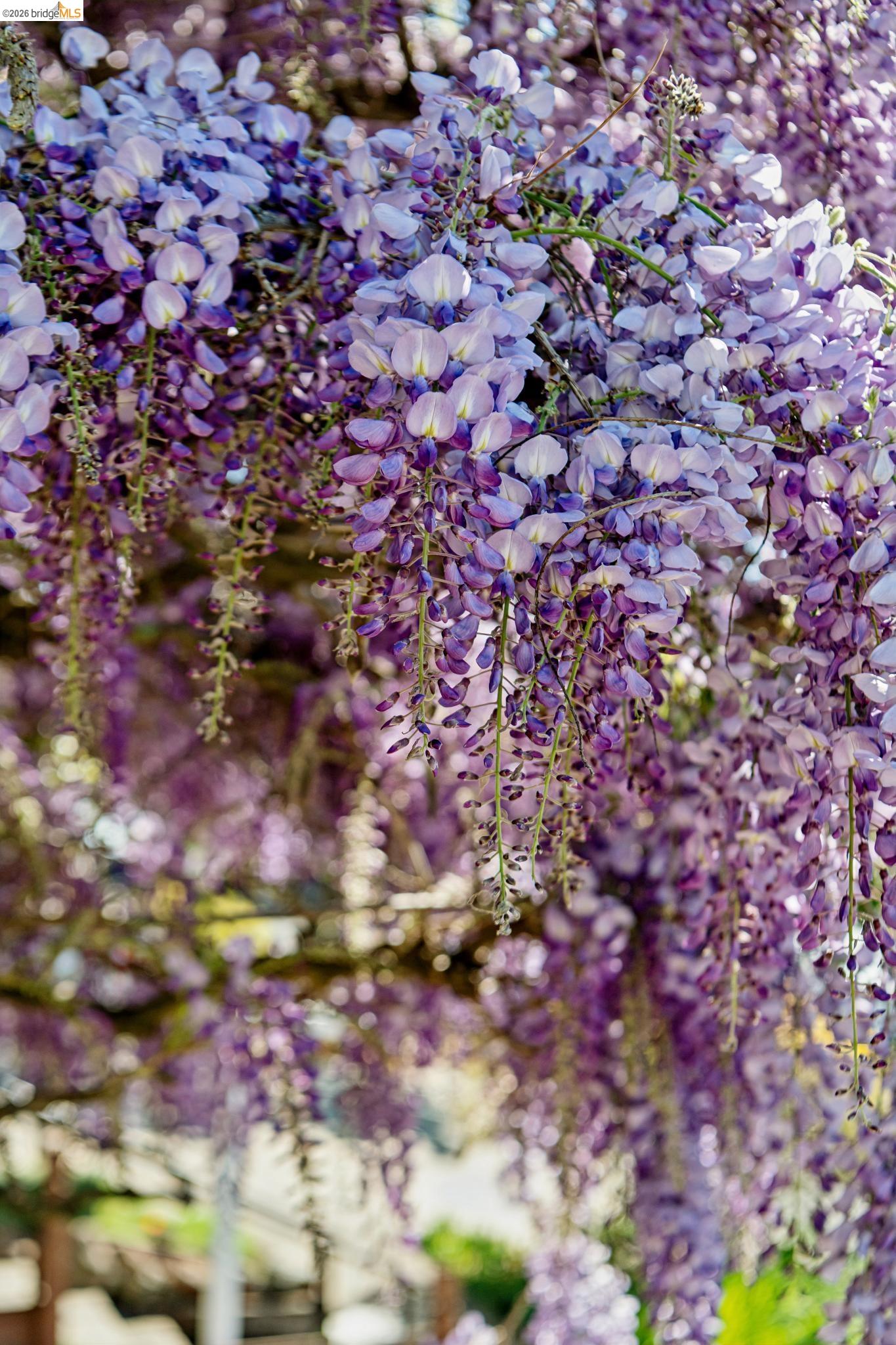 Detail Gallery Image 7 of 60 For 249 Trinity Ave, Kensington,  CA 94708 - 3 Beds | 2/1 Baths