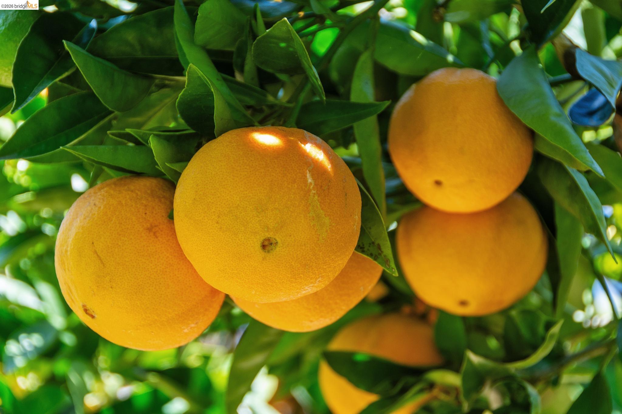 Detail Gallery Image 51 of 58 For 6004 Orchard Ave, Richmond,  CA 94804 - 3 Beds | 1/1 Baths