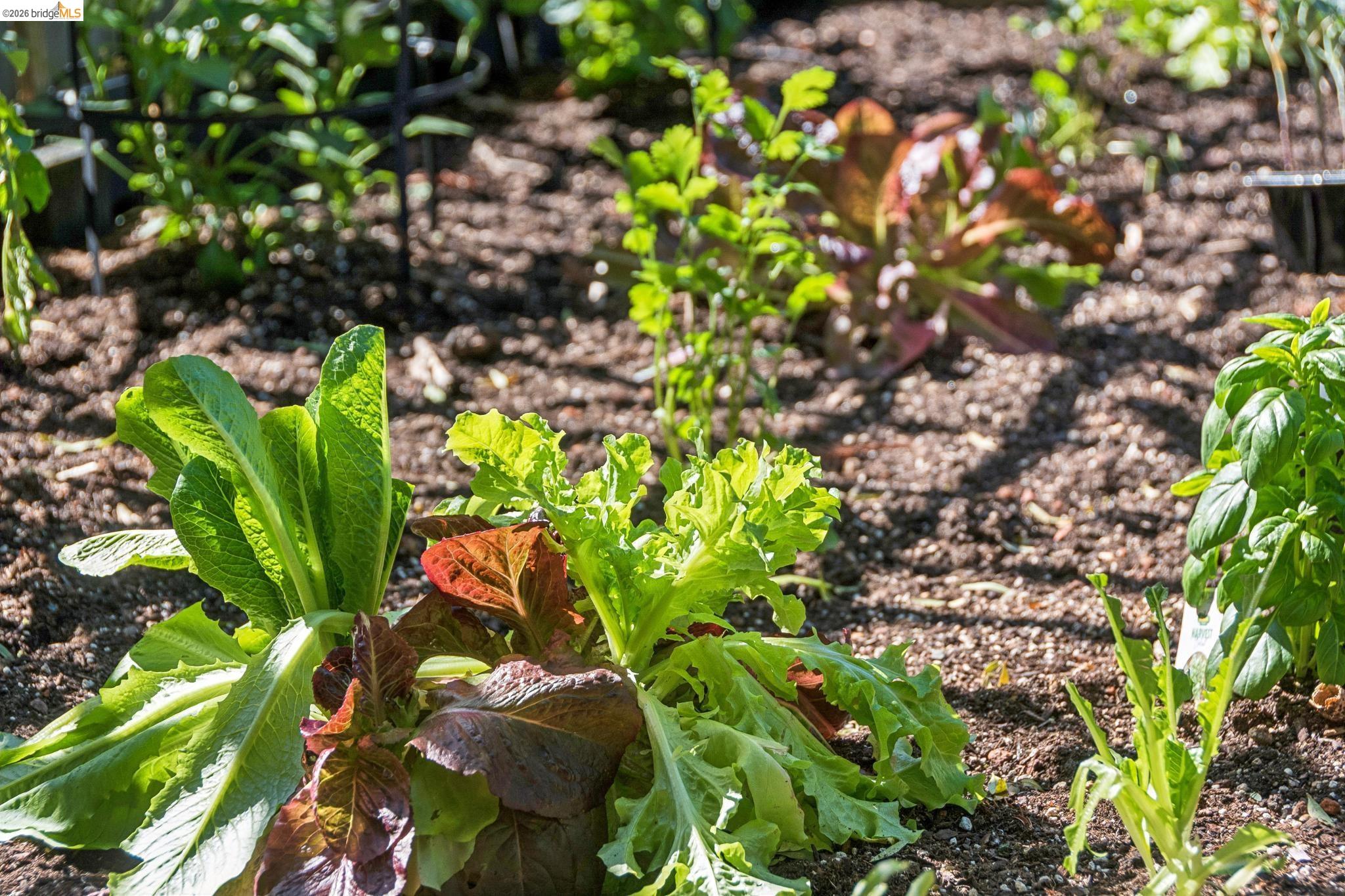 Detail Gallery Image 58 of 58 For 6004 Orchard Ave, Richmond,  CA 94804 - 3 Beds | 1/1 Baths