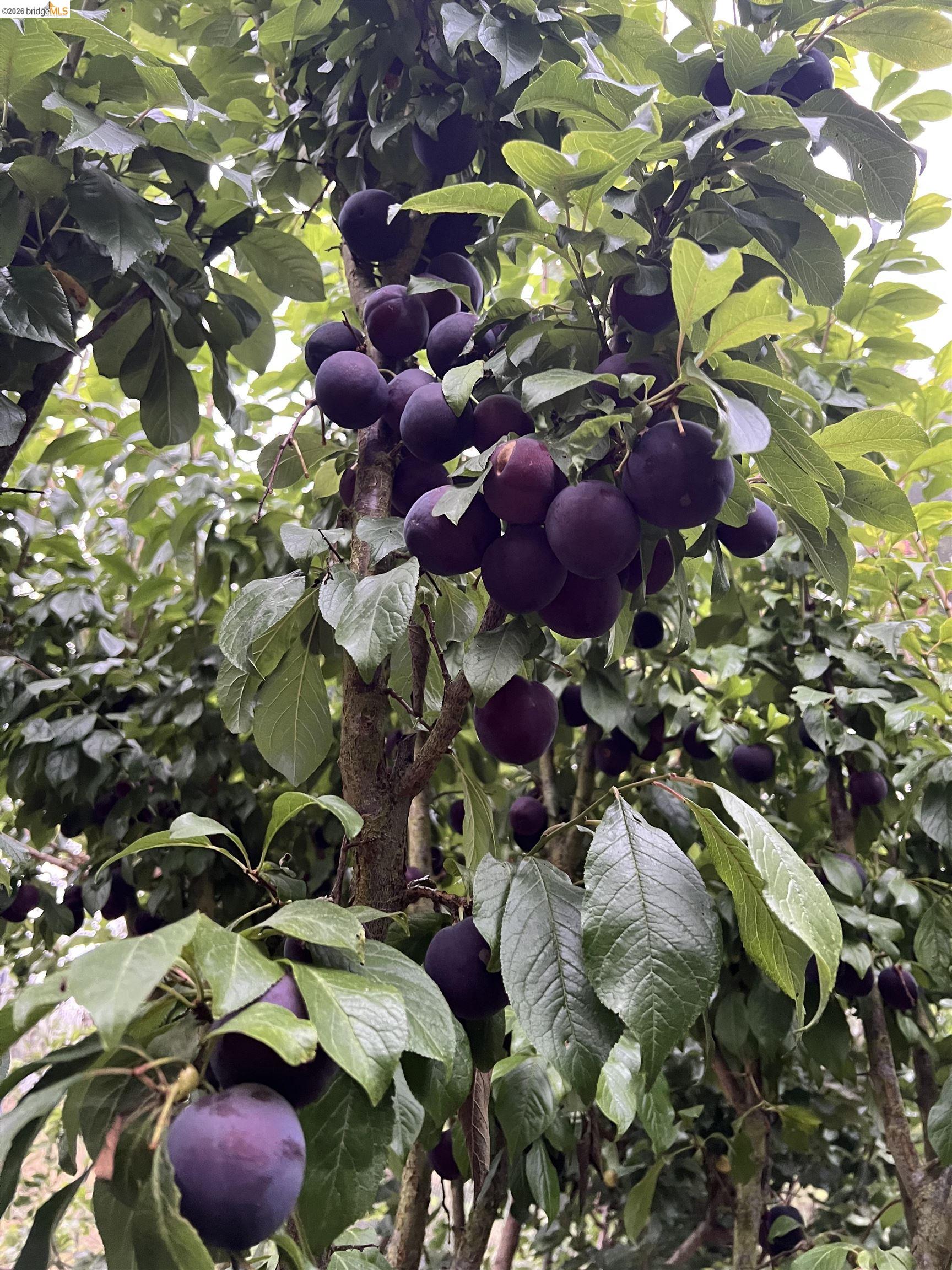 Detail Gallery Image 54 of 58 For 1179 Keith Ave, Berkeley,  CA 94708 - 6 Beds | 3 Baths