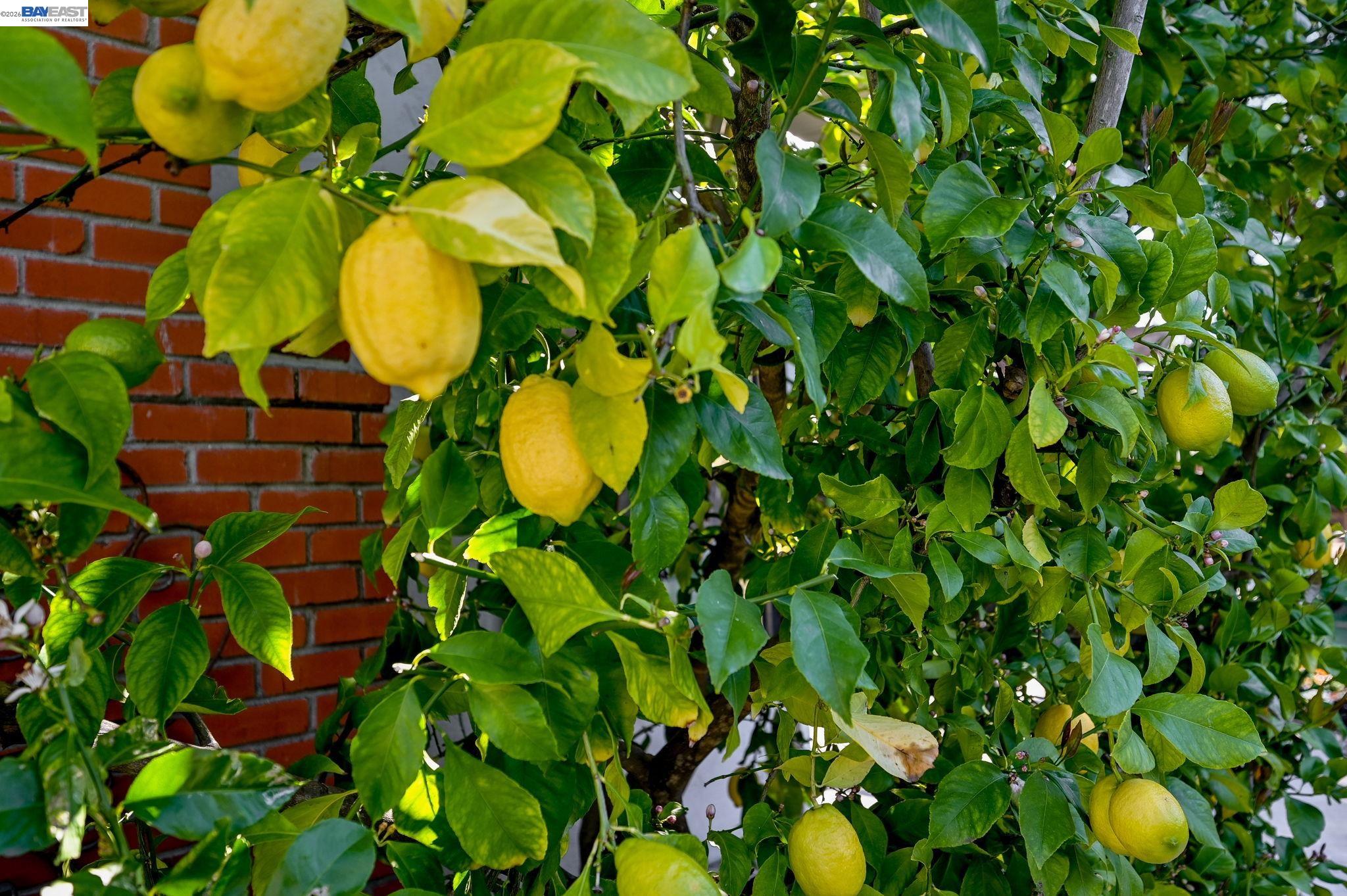 Detail Gallery Image 43 of 60 For 181 Paraiso Dr, Danville,  CA 94526 - 4 Beds | 2 Baths