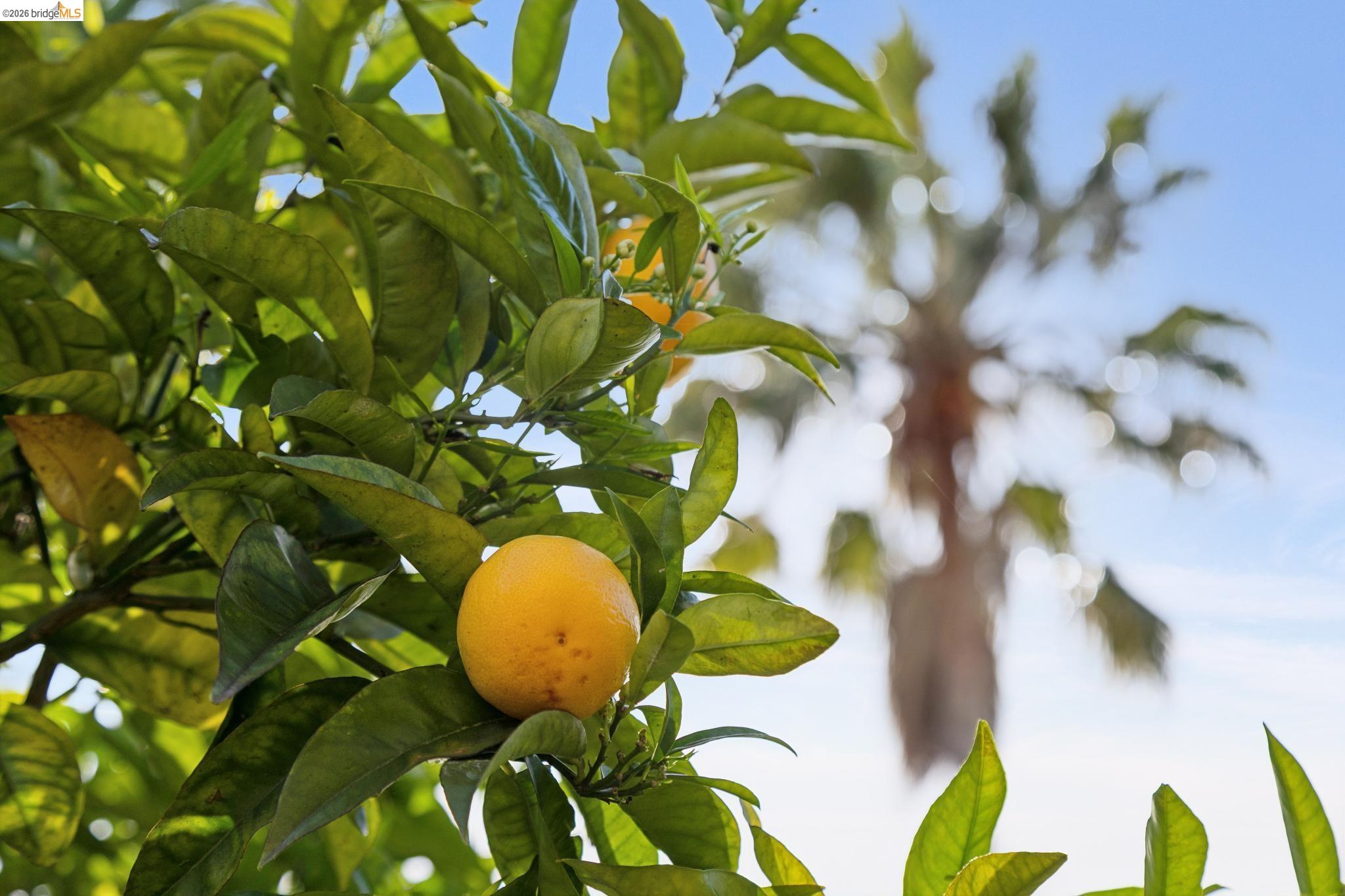 Detail Gallery Image 36 of 46 For 715 Hillgirt Cir, Oakland,  CA 94610 - 2 Beds | 1 Baths