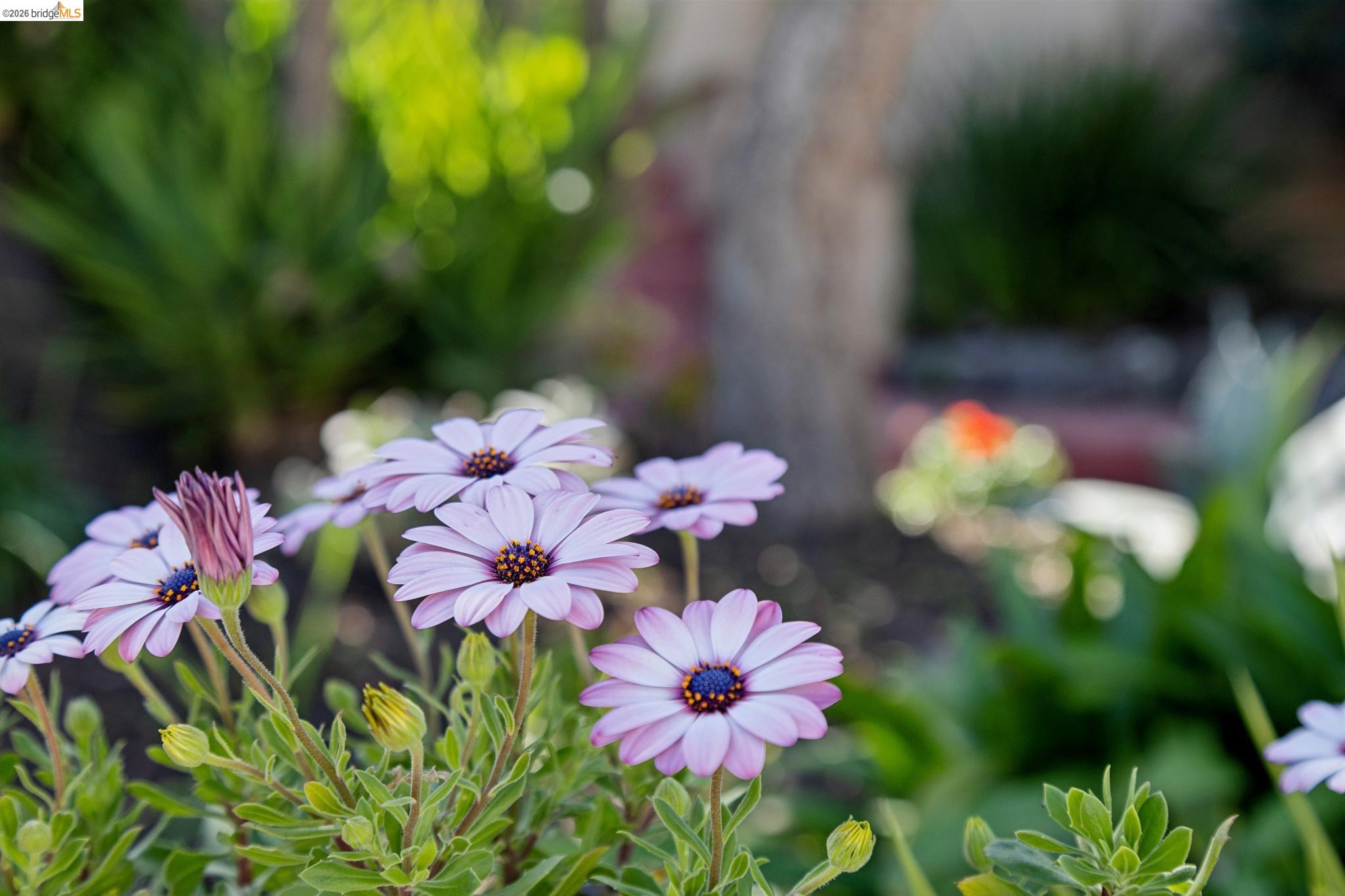Detail Gallery Image 37 of 46 For 715 Hillgirt Cir, Oakland,  CA 94610 - 2 Beds | 1 Baths