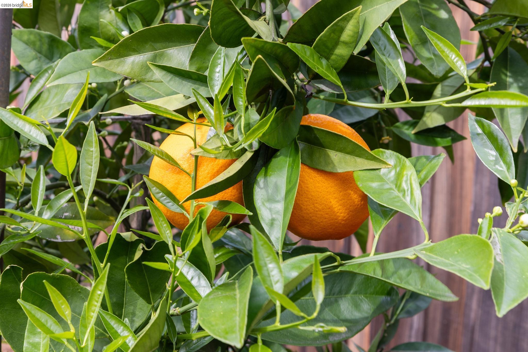 Detail Gallery Image 35 of 45 For 3994 Newcastle Rd, Concord,  CA 94519 - 3 Beds | 2 Baths