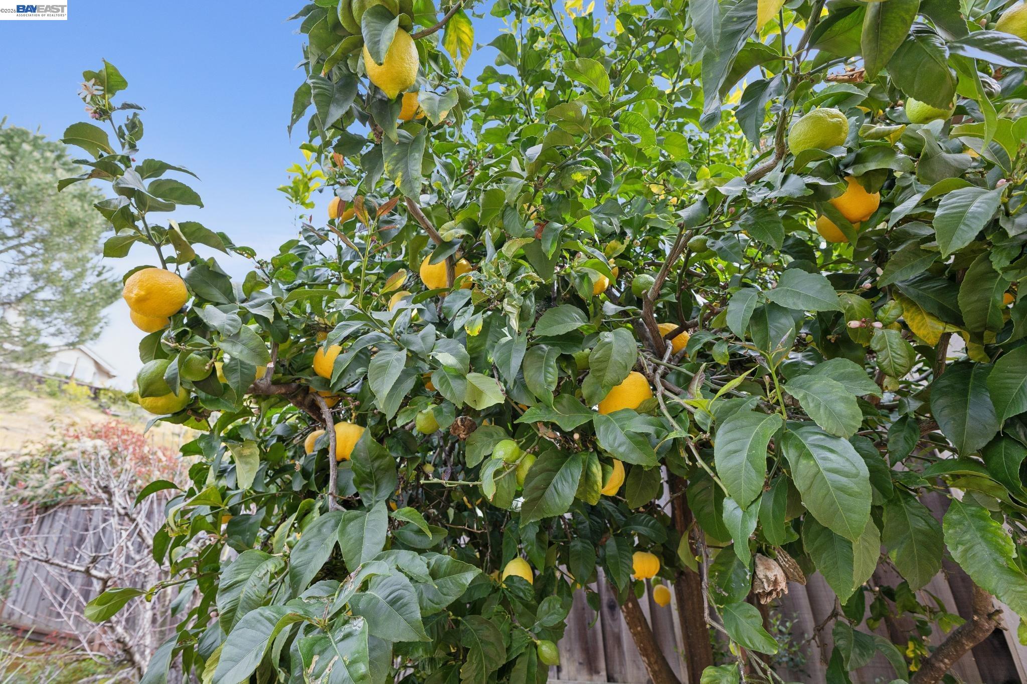 Detail Gallery Image 43 of 51 For 25318 Buckeye Dr, Castro Valley,  CA 94552 - 4 Beds | 3 Baths