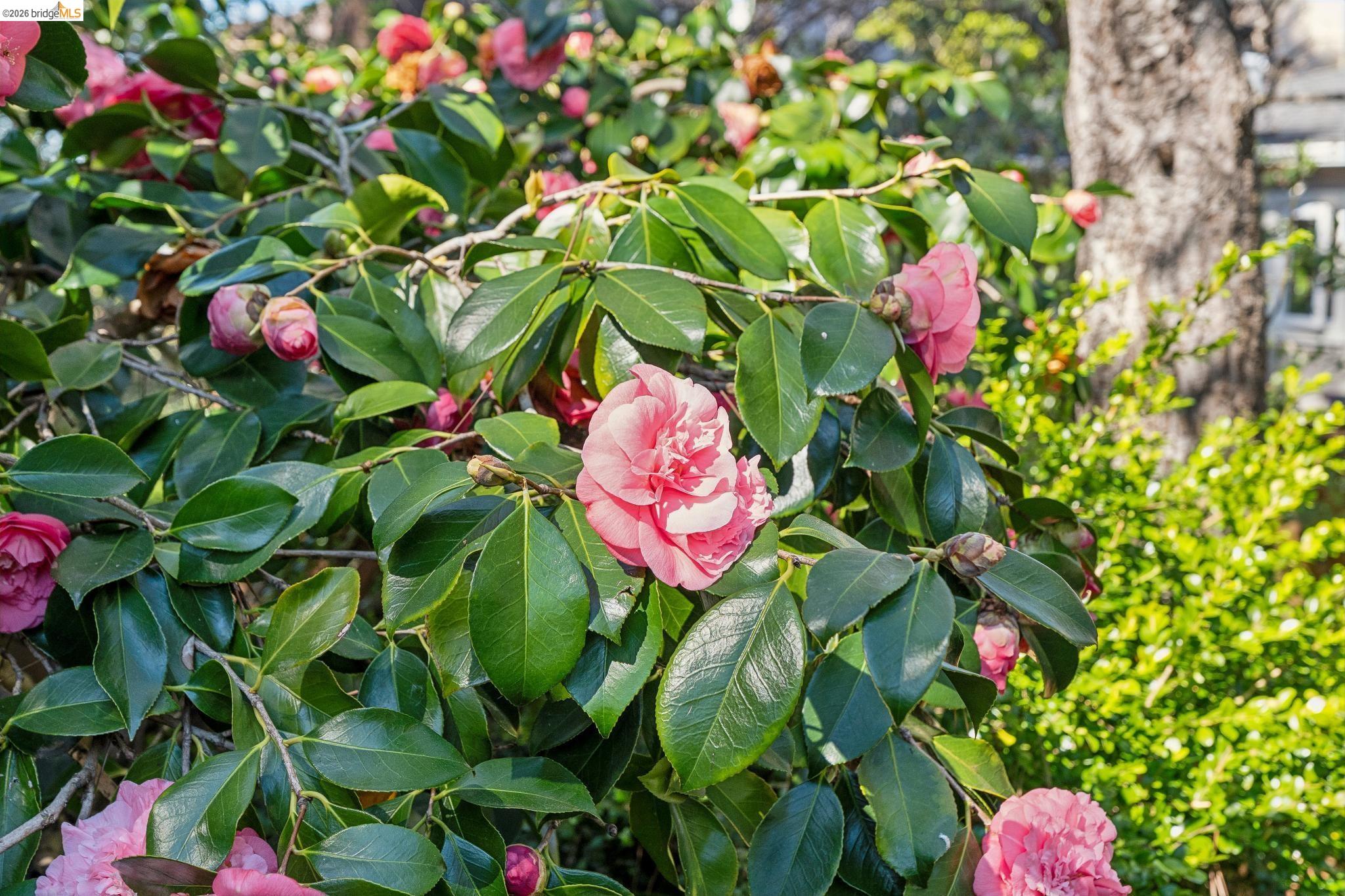 Detail Gallery Image 38 of 40 For 1412 Oxford St, Berkeley,  CA 94709 - 4 Beds | 2 Baths