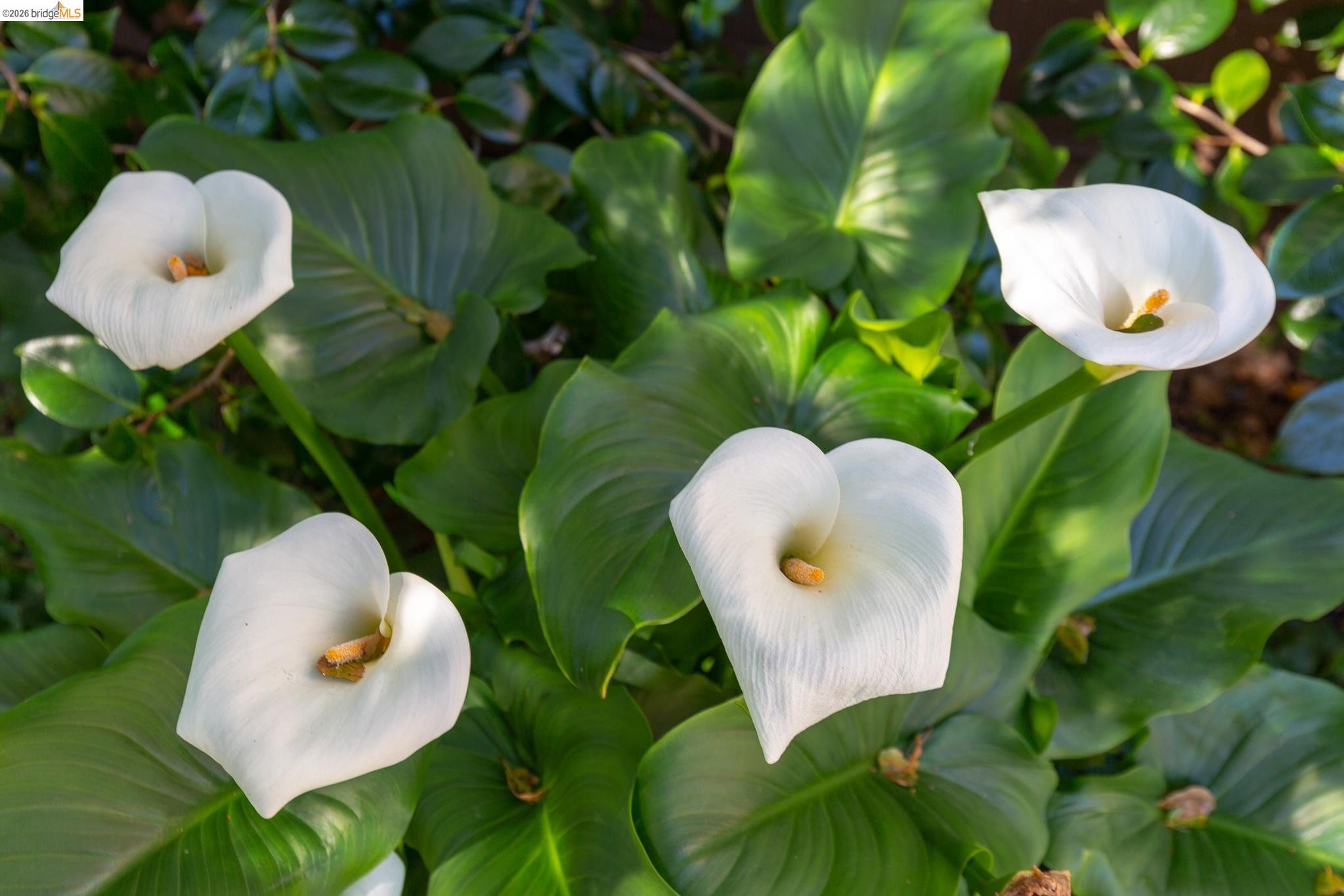 Photo #31: 41127115 Listing: Photo #31