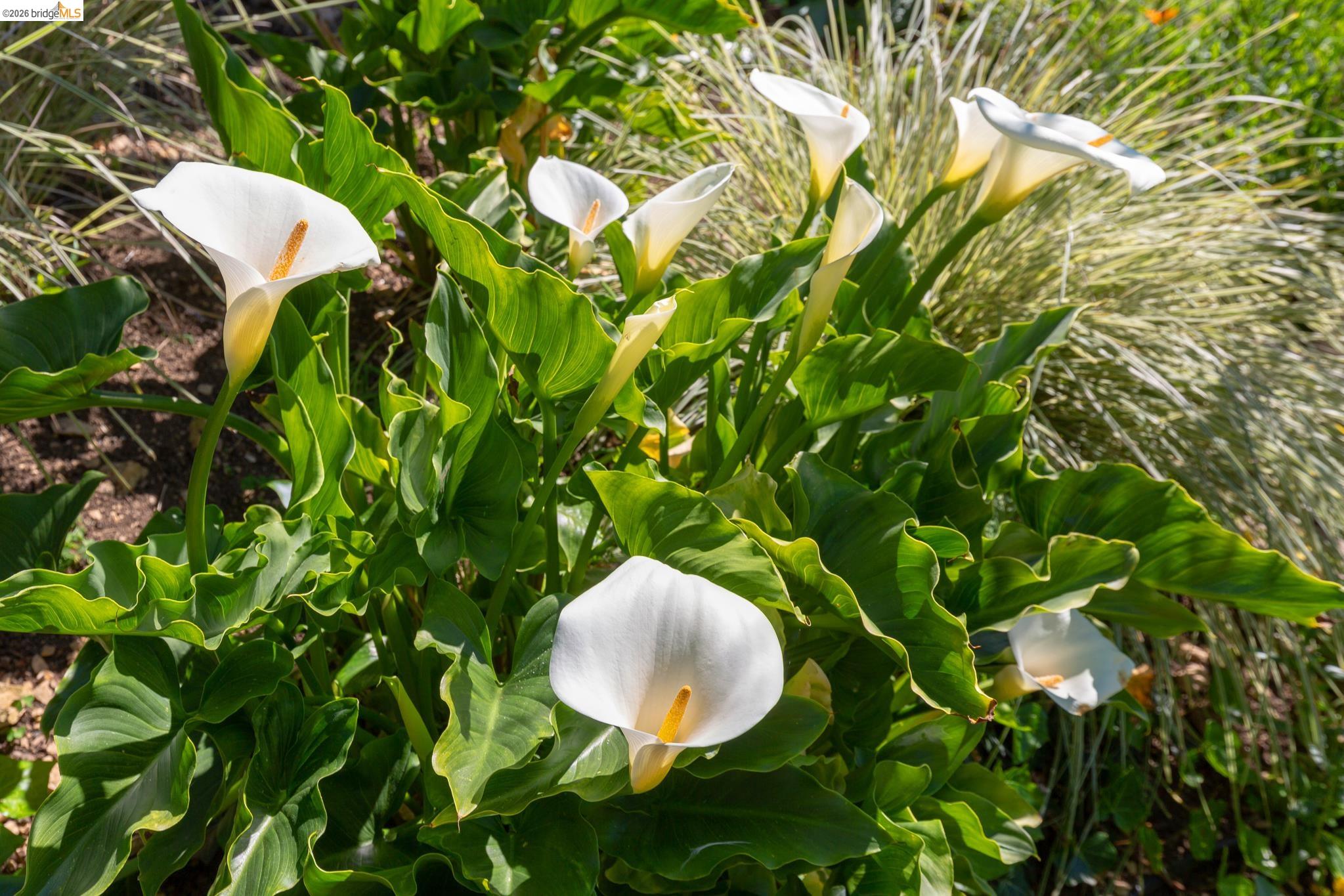 Detail Gallery Image 46 of 54 For 731 Grizzly Peak Blvd, Berkeley,  CA 94708 - 3 Beds | 2 Baths