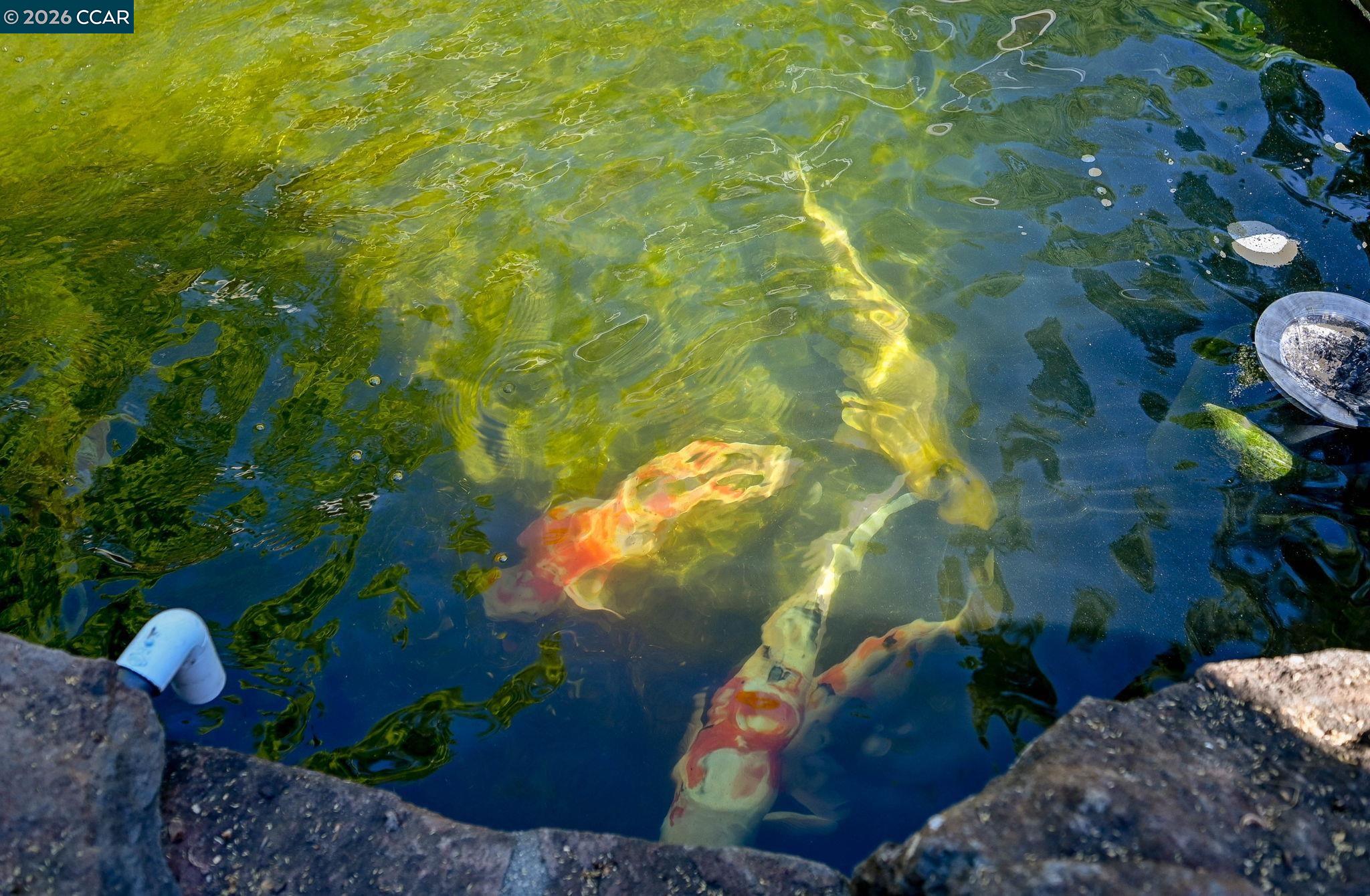 Detail Gallery Image 29 of 48 For 1496 Finley Lane, Alamo,  CA 94507-1127 - 4 Beds | 3 Baths