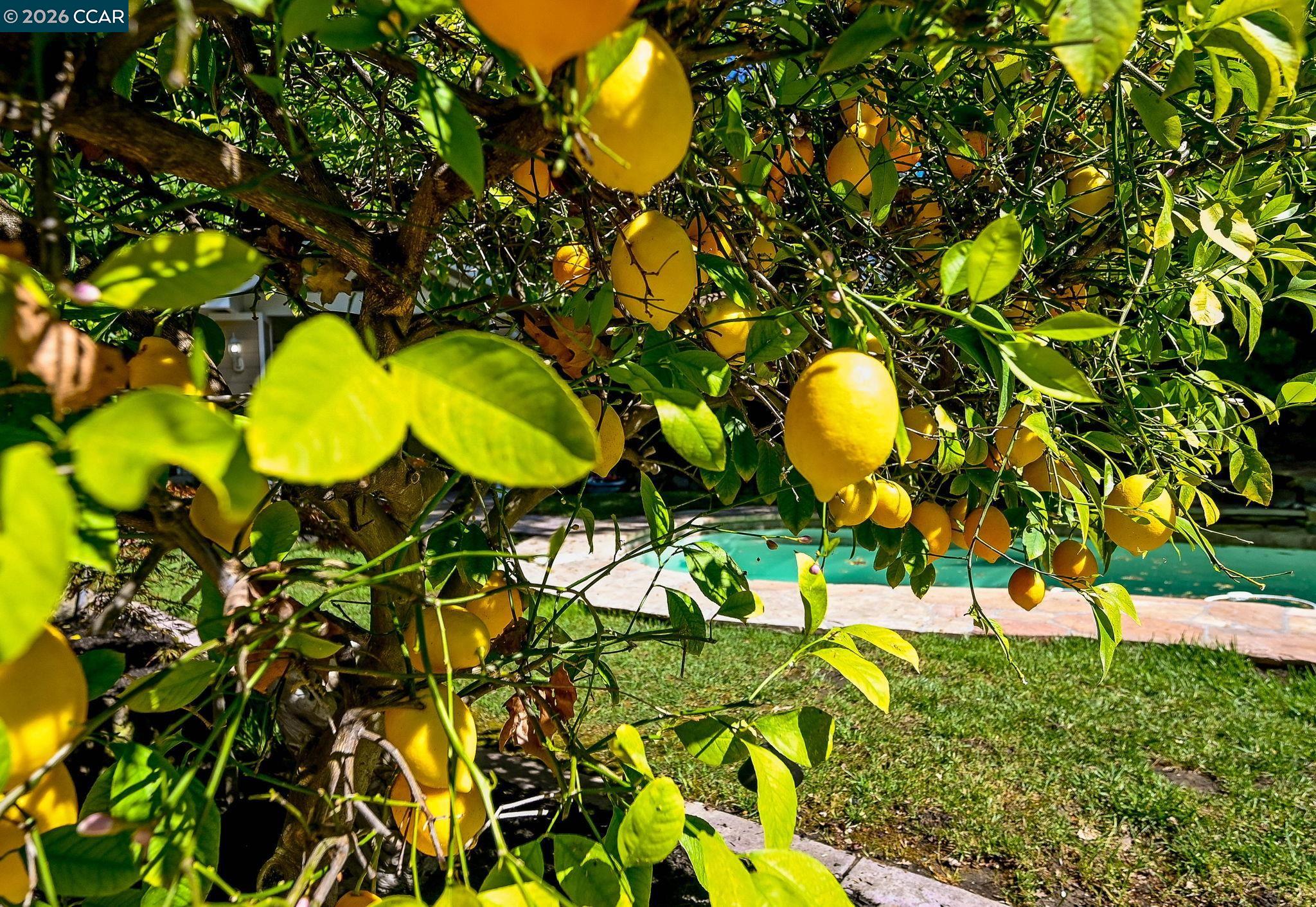 Detail Gallery Image 43 of 48 For 1496 Finley Lane, Alamo,  CA 94507-1127 - 4 Beds | 3 Baths