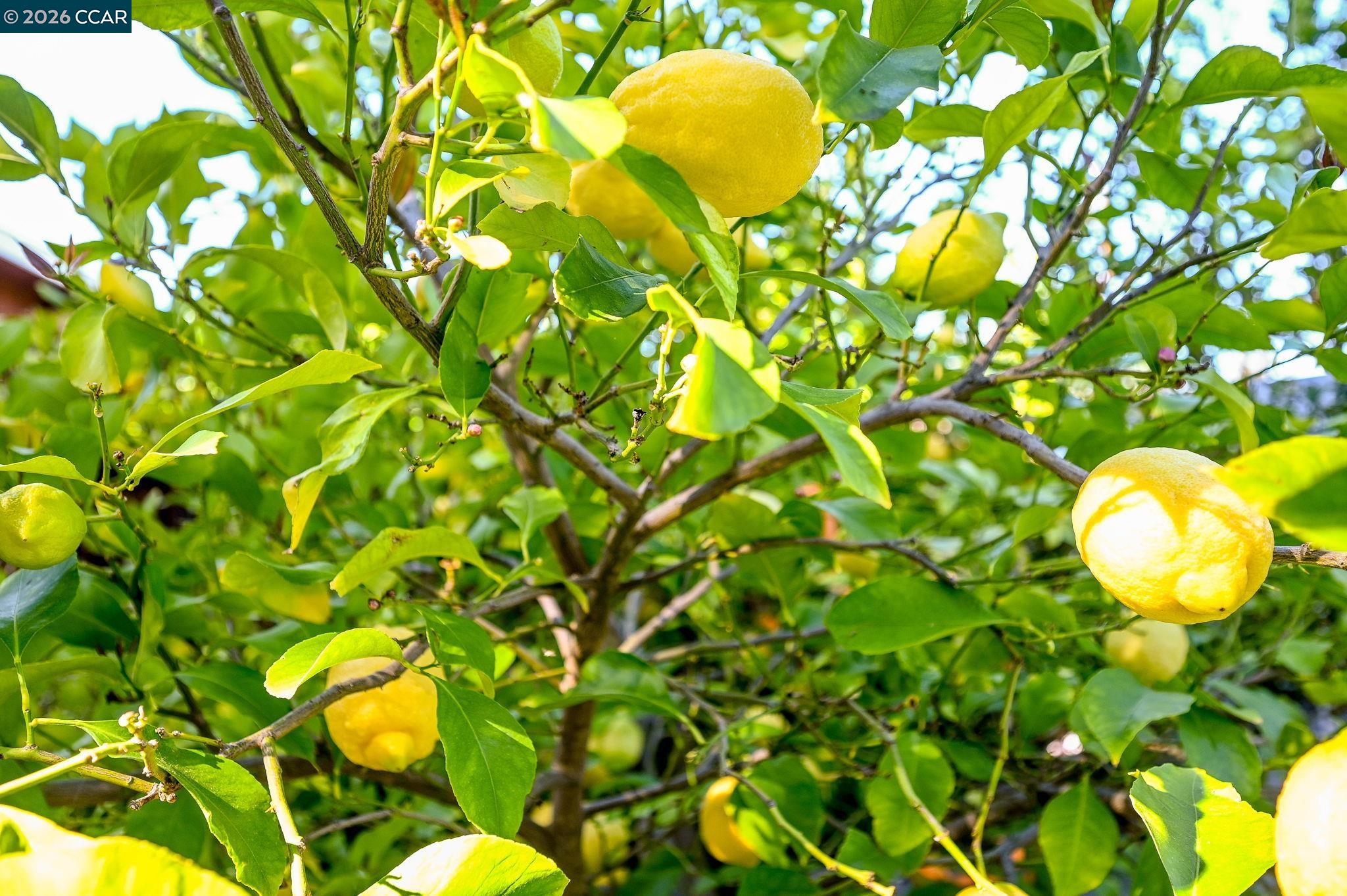 Detail Gallery Image 27 of 30 For 3782 Hitchcock Rd, Concord,  CA 94518 - 3 Beds | 2 Baths